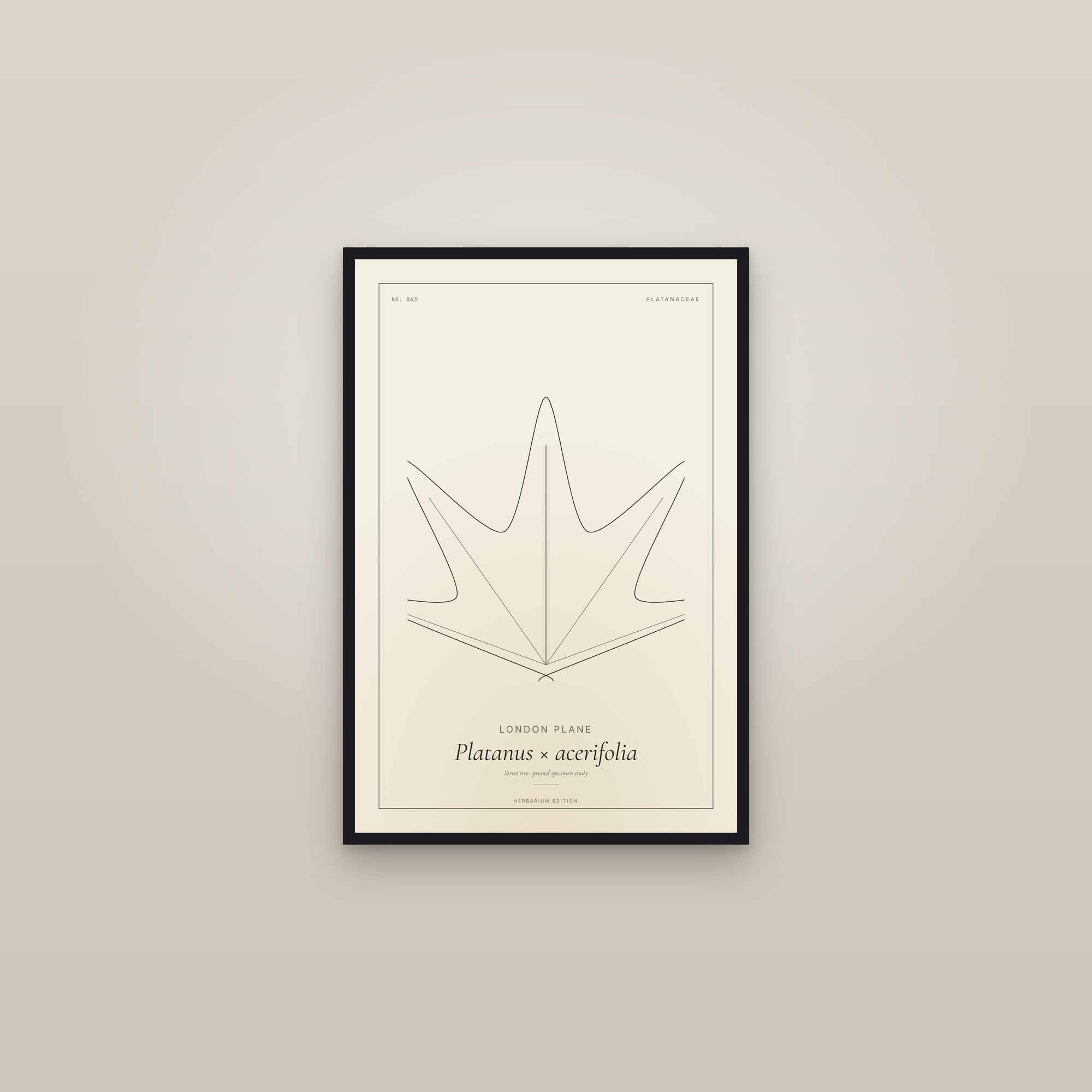 London Plane — Botanical Specimen — framed in a gallery setting