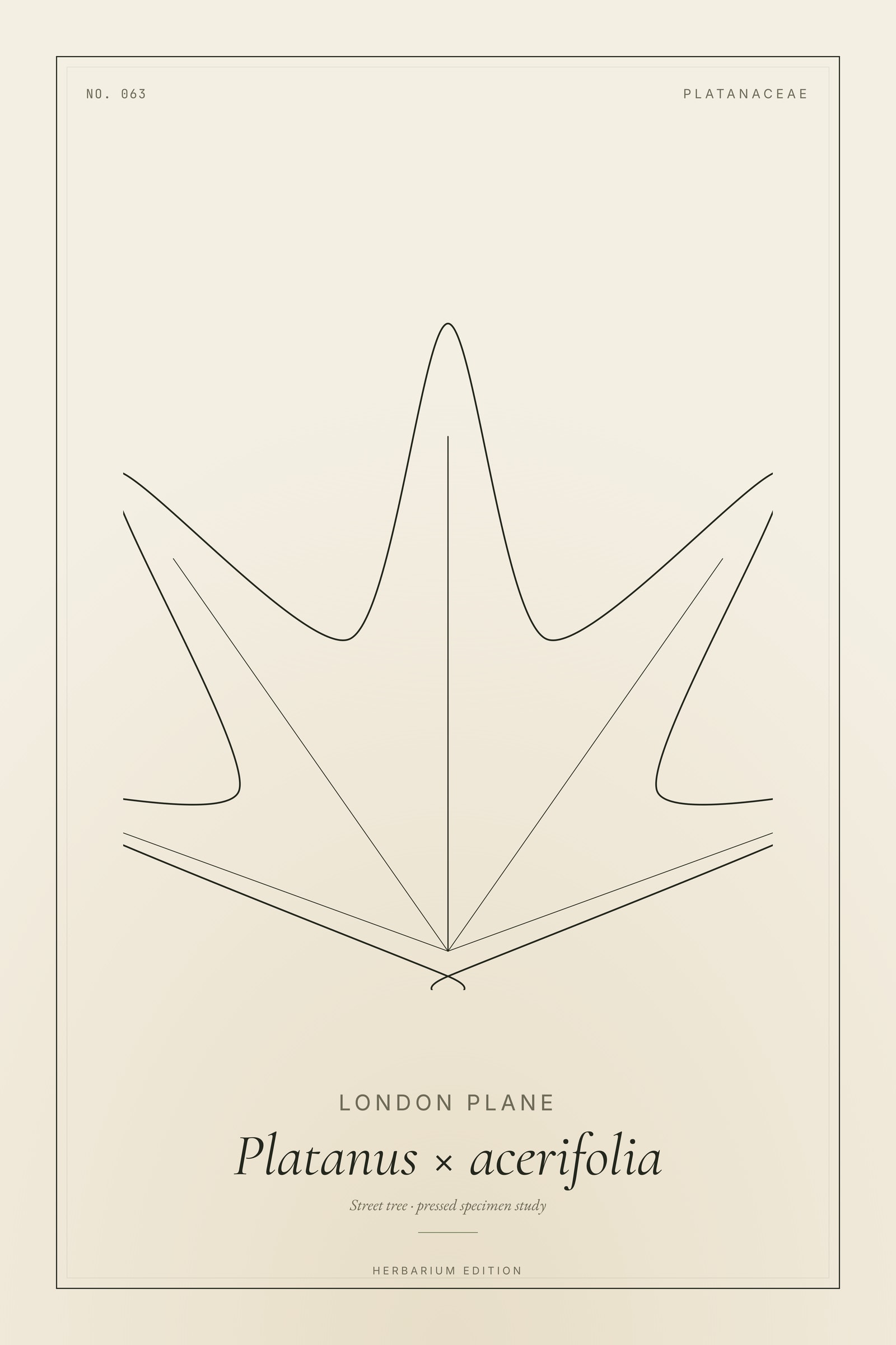 London Plane — Botanical Specimen