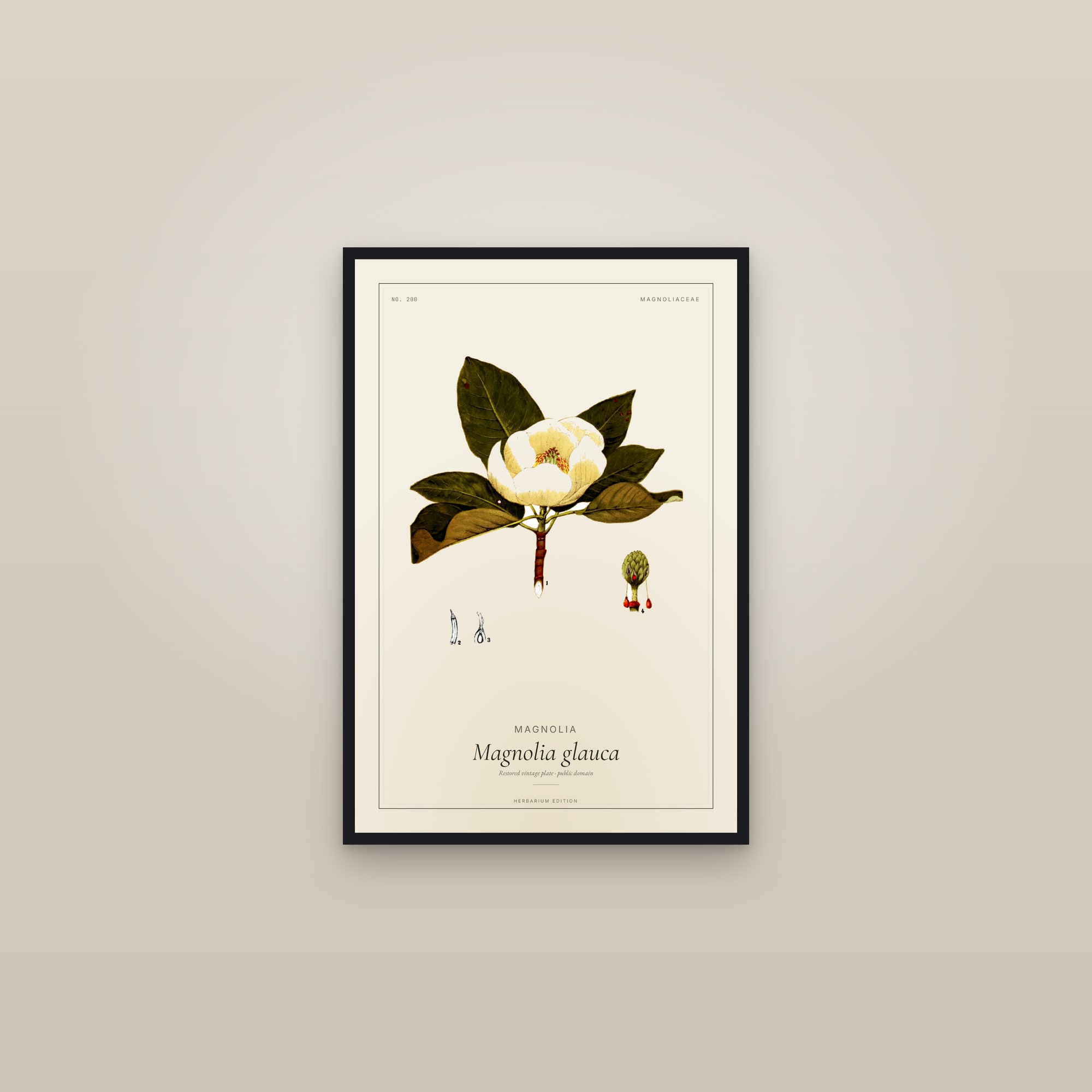 Magnolia — Botanical Plate — framed in a gallery setting