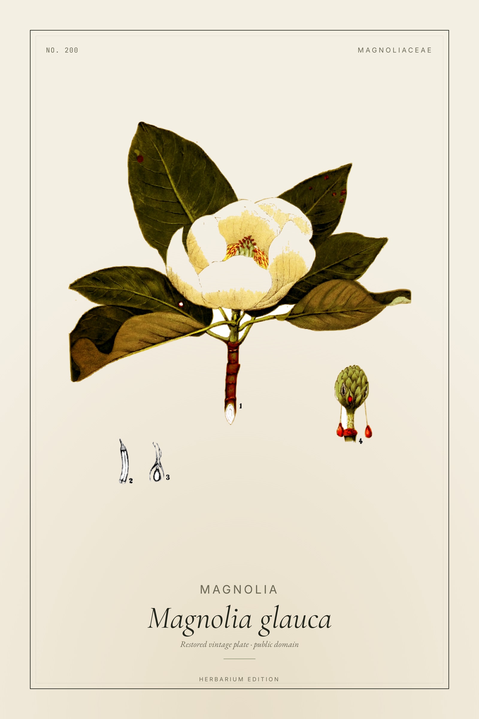 Magnolia — Botanical Plate