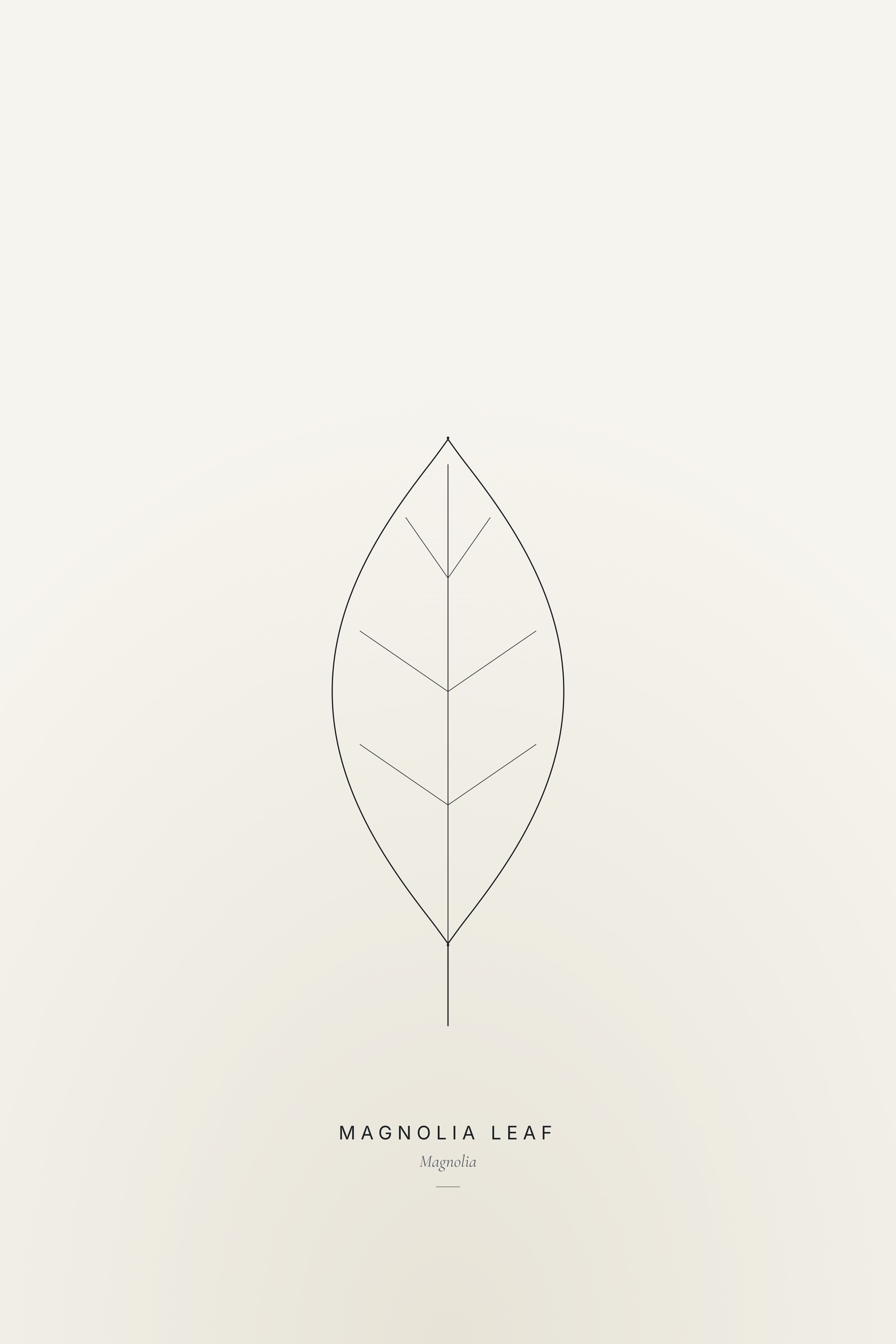 Magnolia Leaf — Line Study