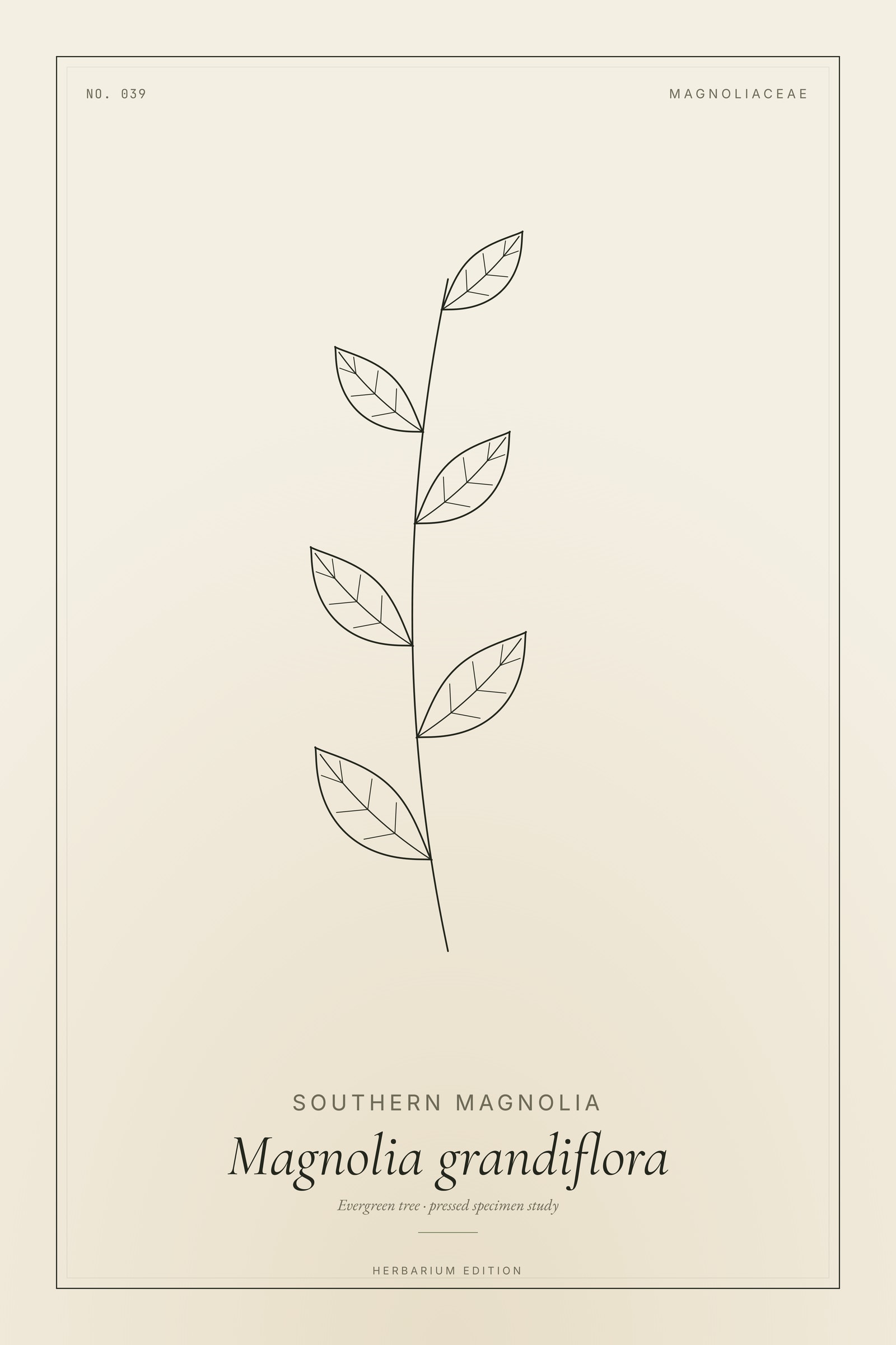 Southern Magnolia — Botanical Specimen