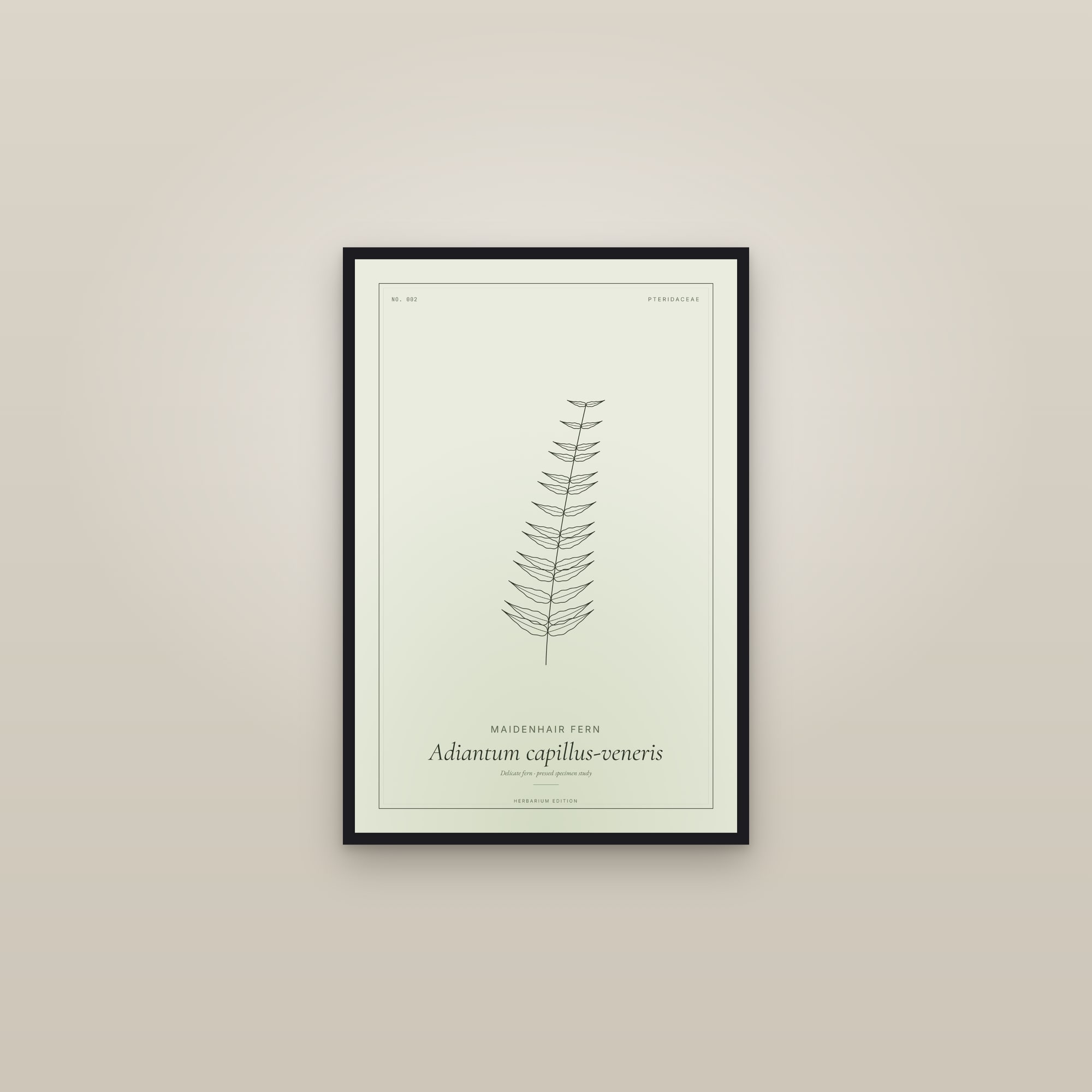 Maidenhair Fern (Fern) — Botanical Specimen — framed in a gallery setting
