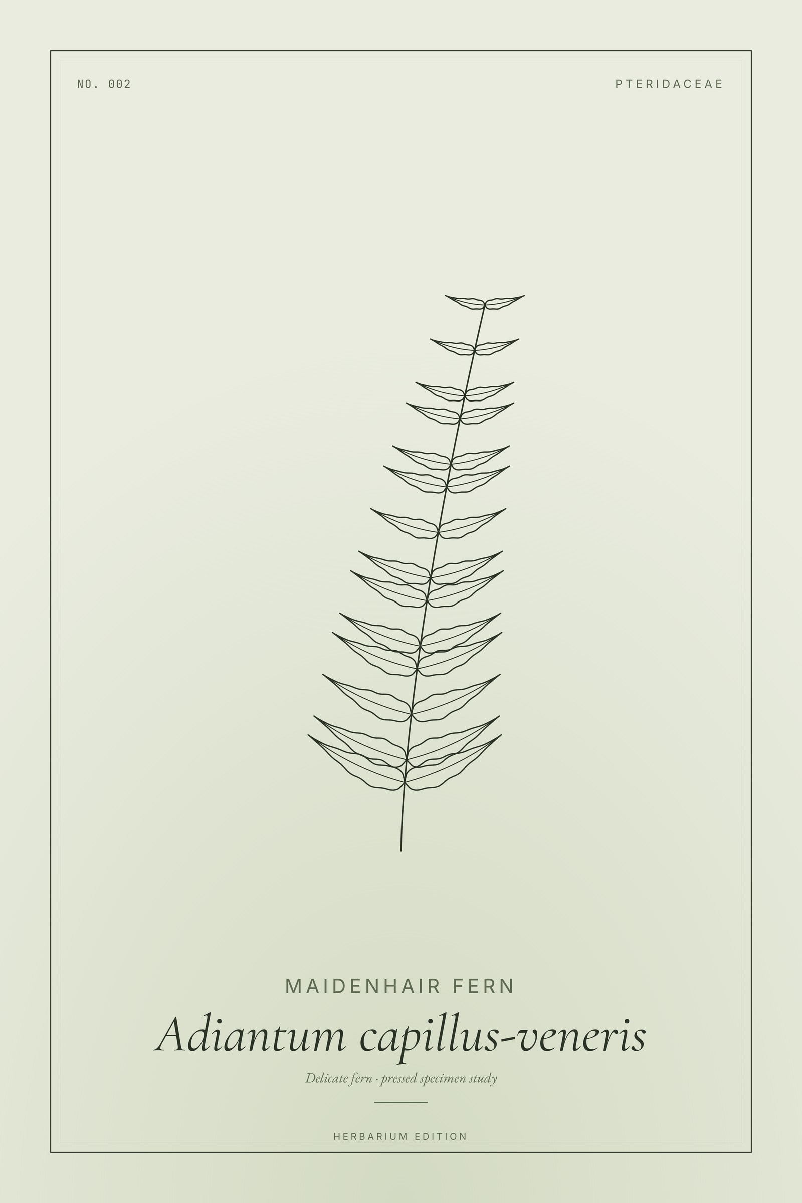 Maidenhair Fern (Fern) — Botanical Specimen