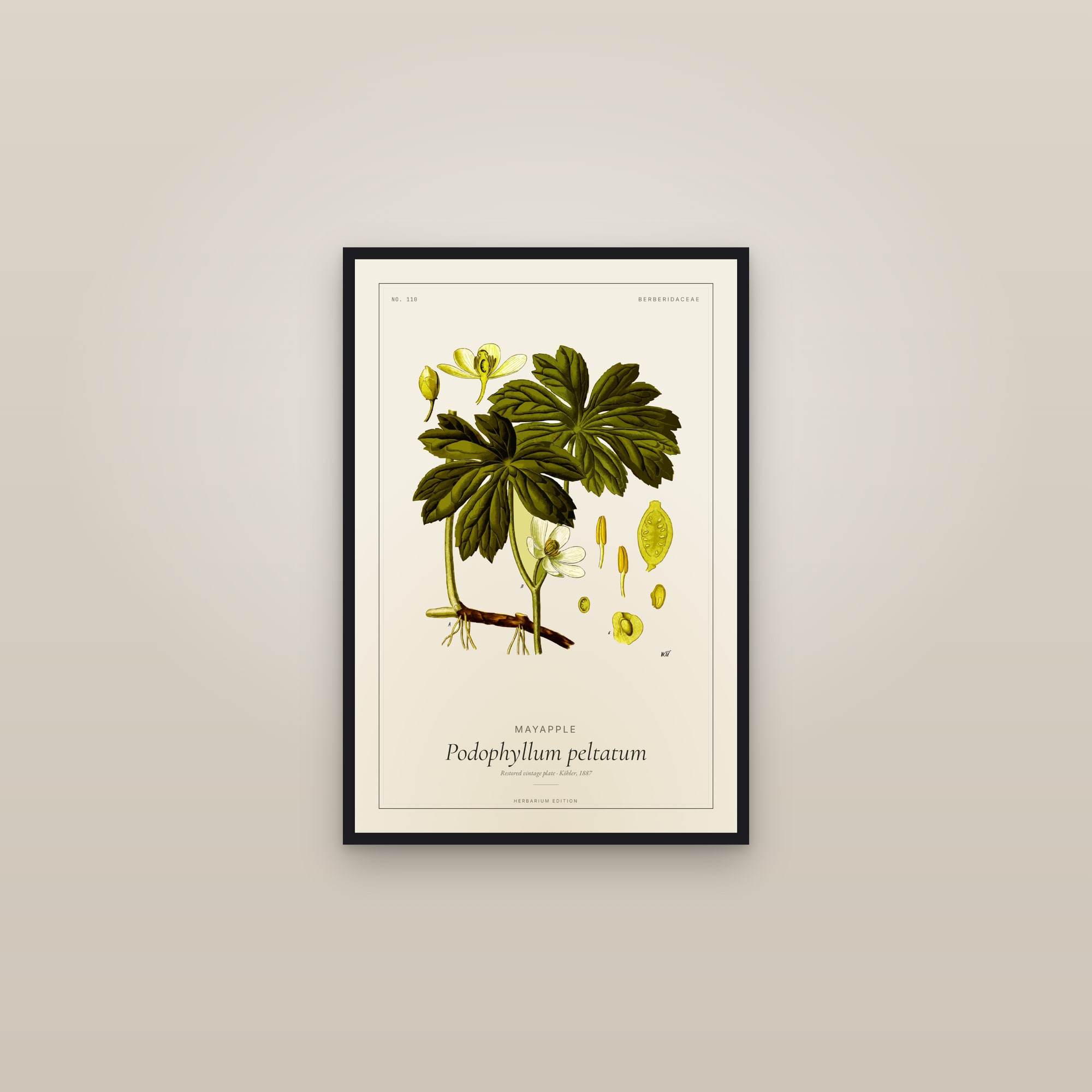 Mayapple (Botanical) — Botanical Plate — framed in a gallery setting
