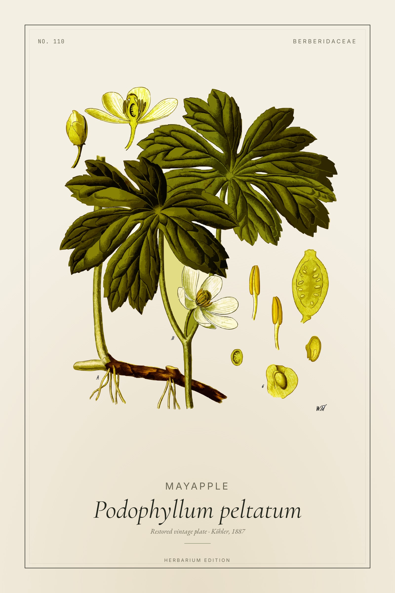 Mayapple (Botanical) — Botanical Plate
