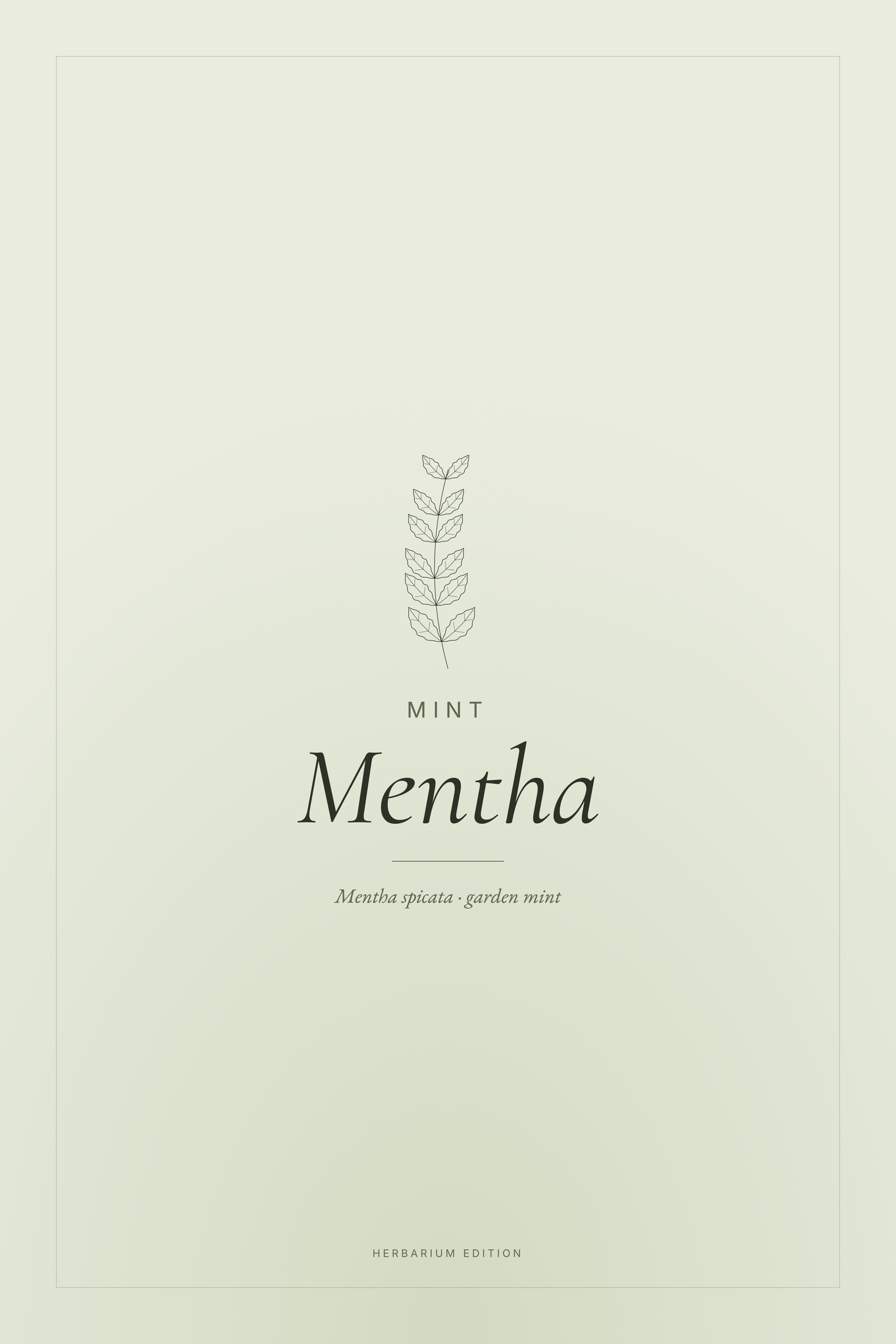 Mentha — Typographic Botanical