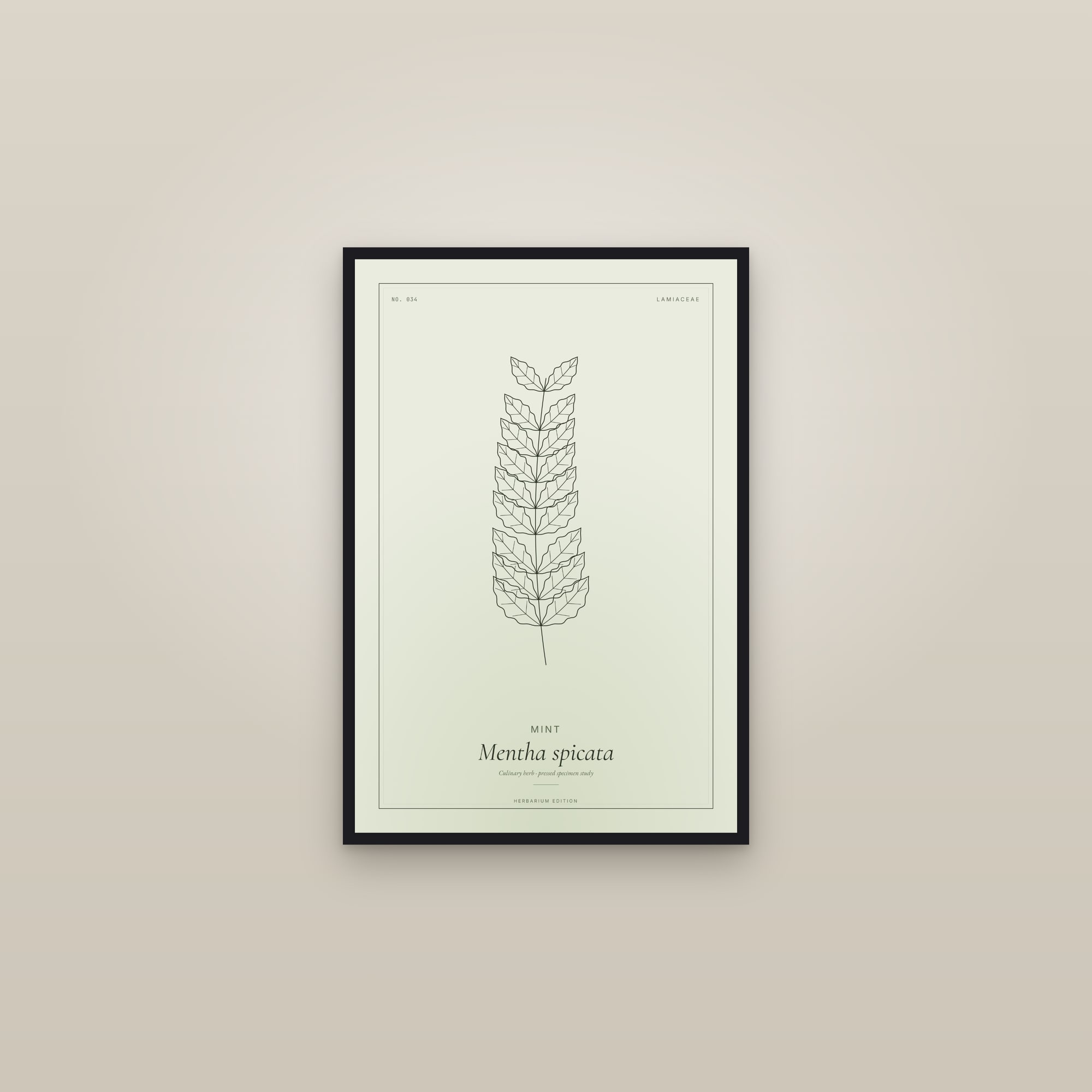 Mint — Botanical Specimen — framed in a gallery setting