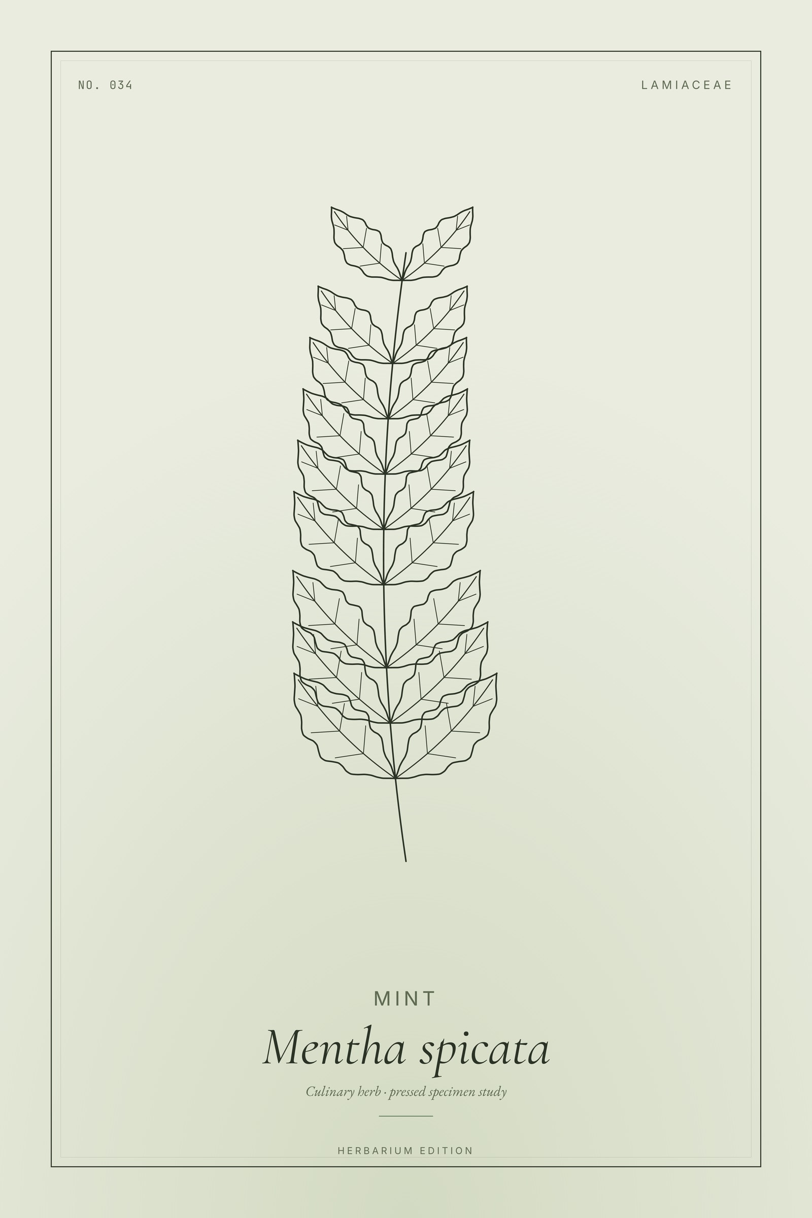 Mint — Botanical Specimen