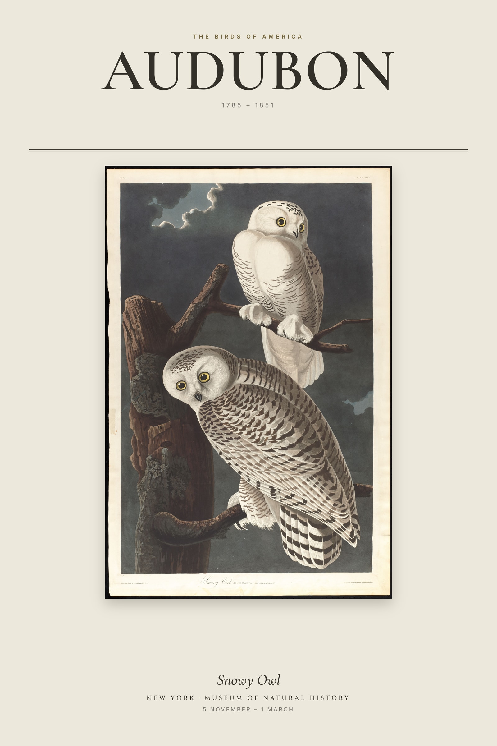 Snowy Owl — Exhibition Poster