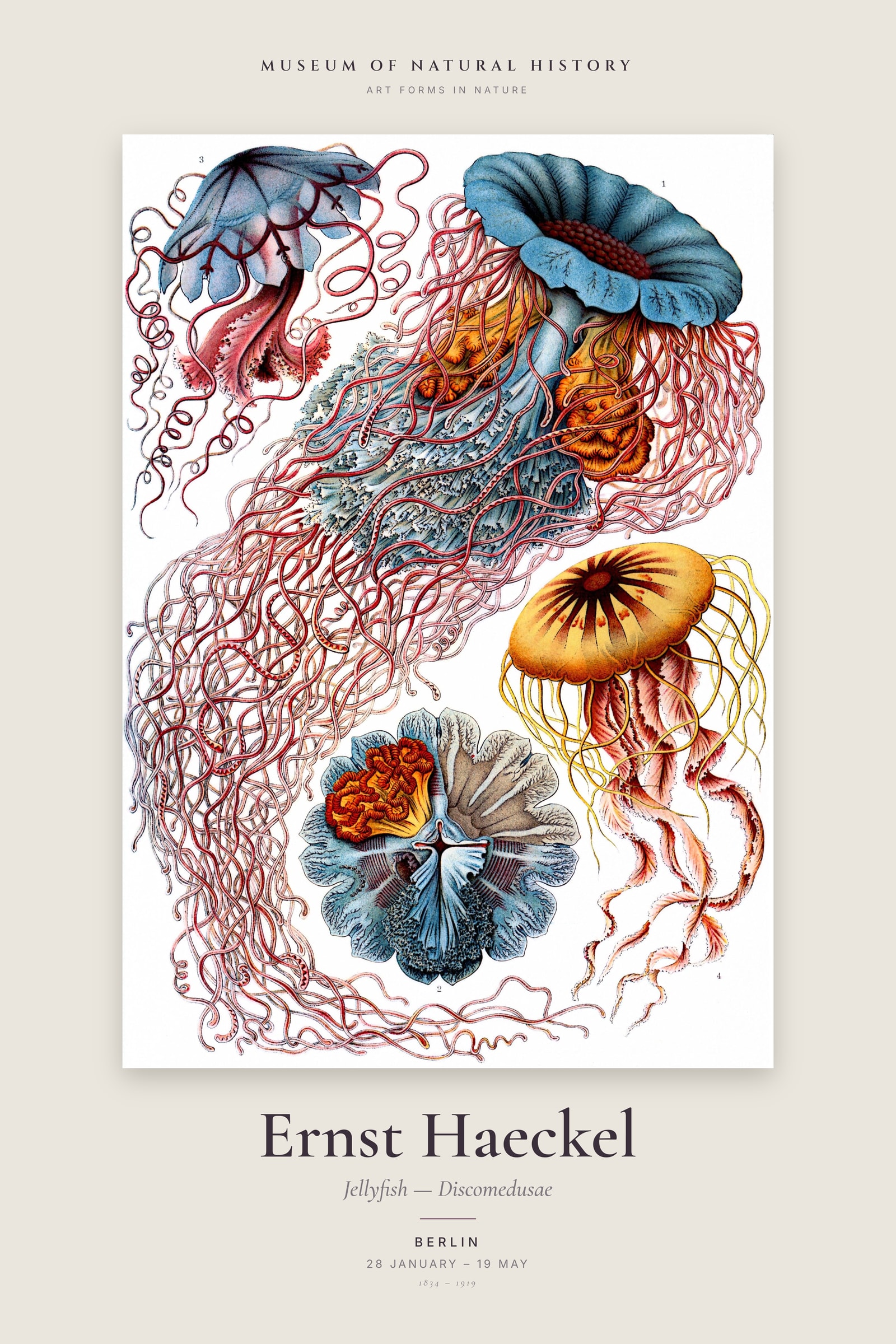 Jellyfish — Discomedusae — Exhibition Poster