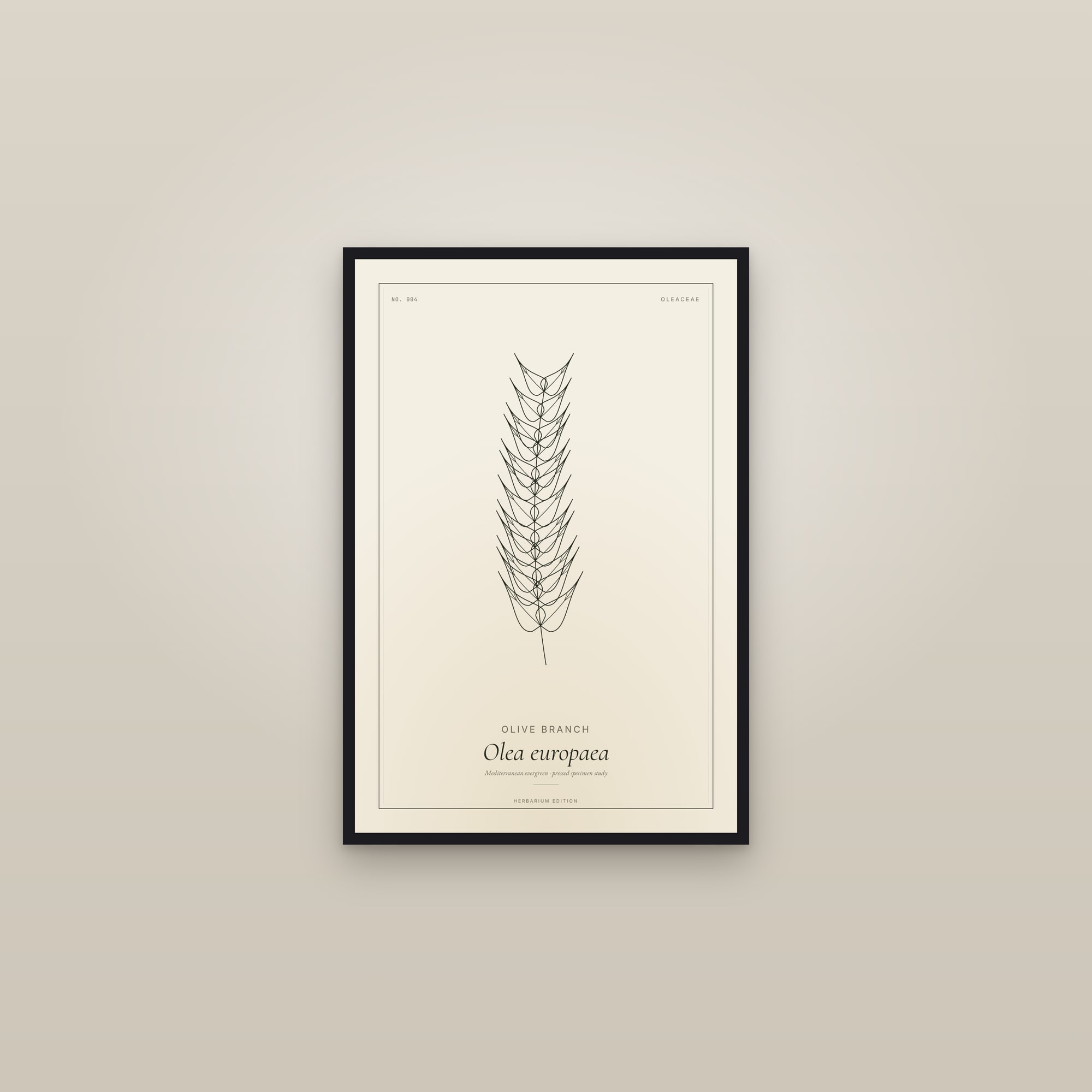 Olive Branch (Branch) — Botanical Specimen — framed in a gallery setting