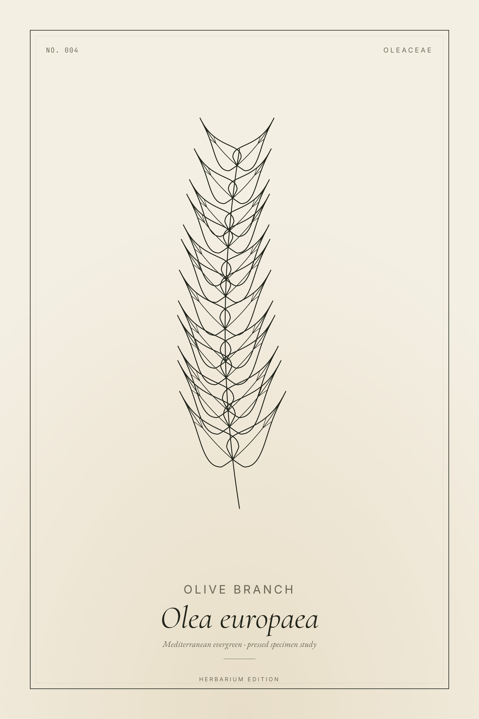 Olive Branch (Branch) — Botanical Specimen