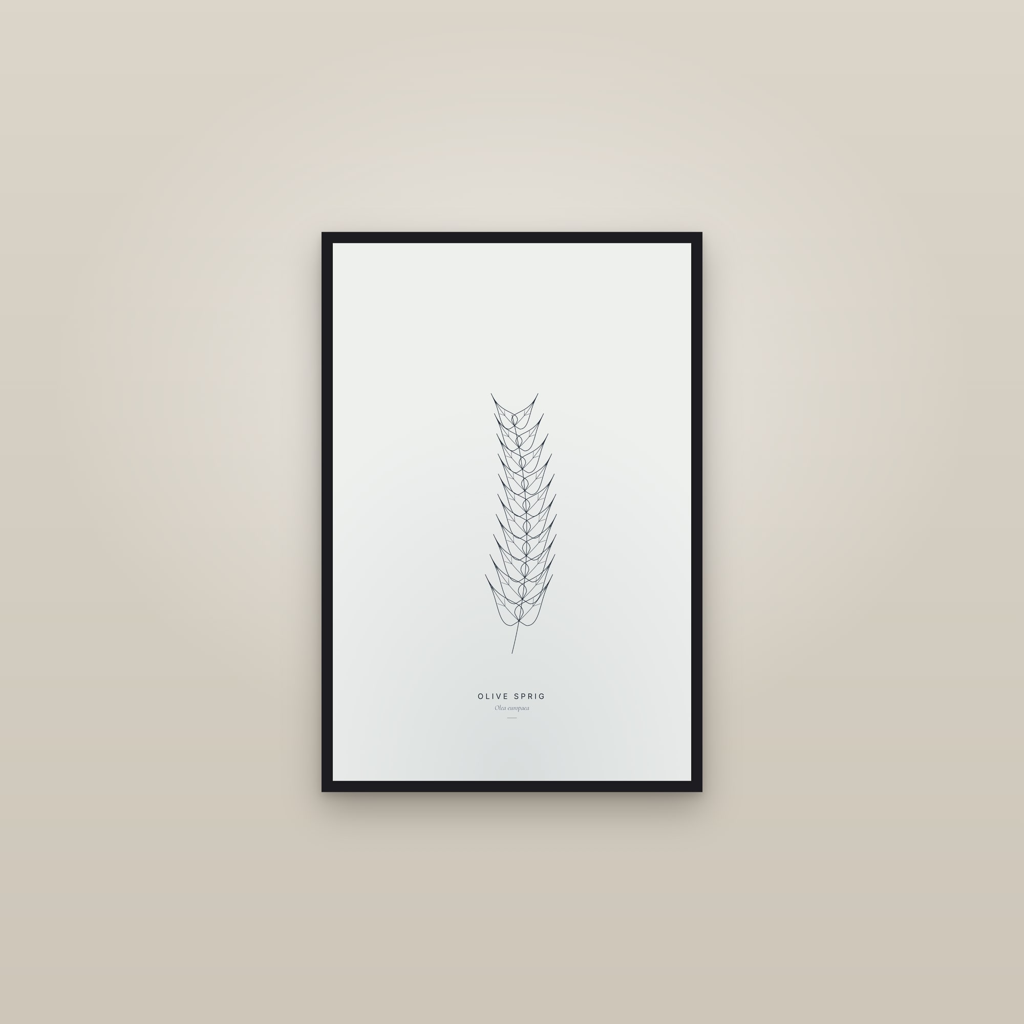 Olive Sprig — Line Study — framed in a gallery setting