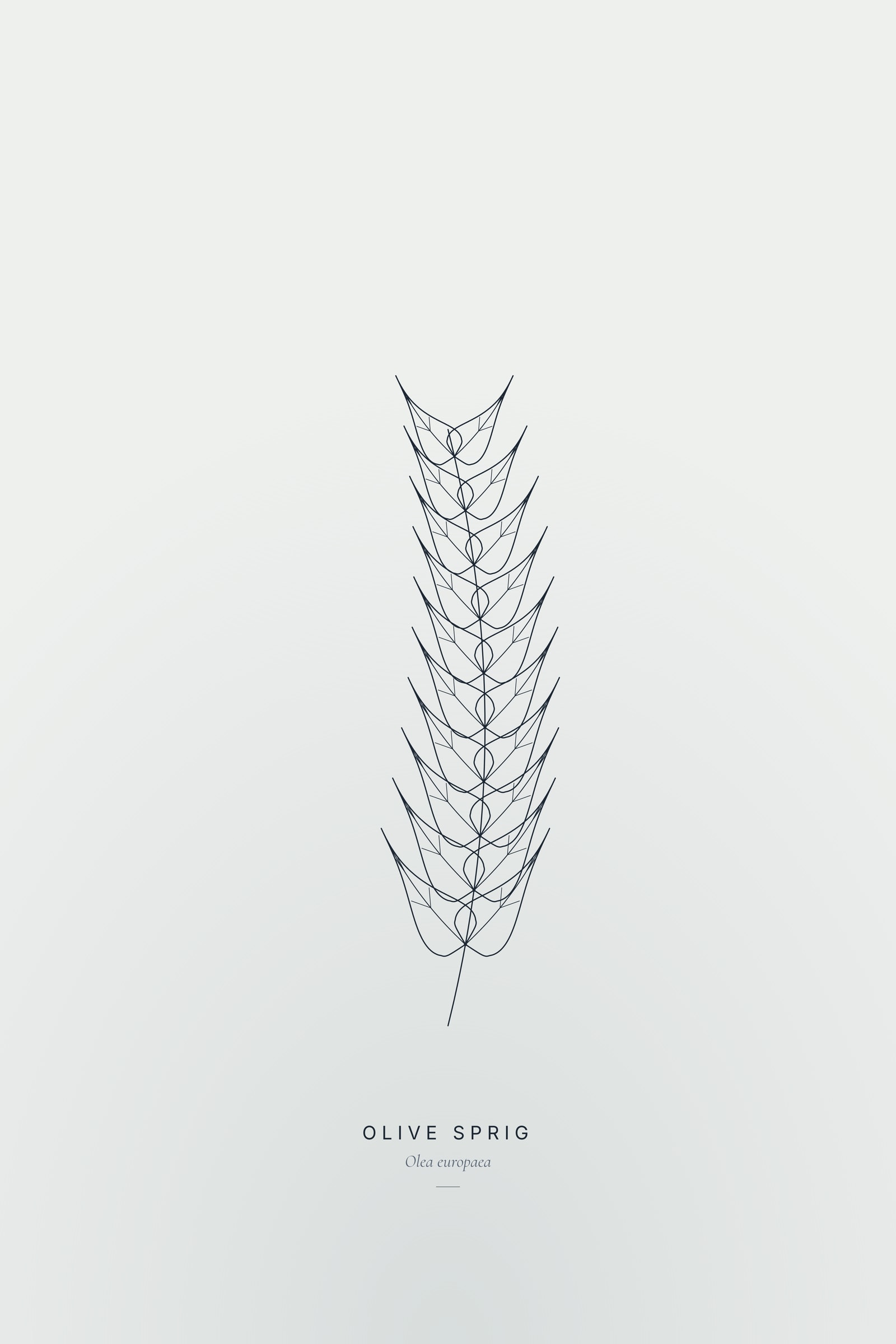 Olive Sprig — Line Study