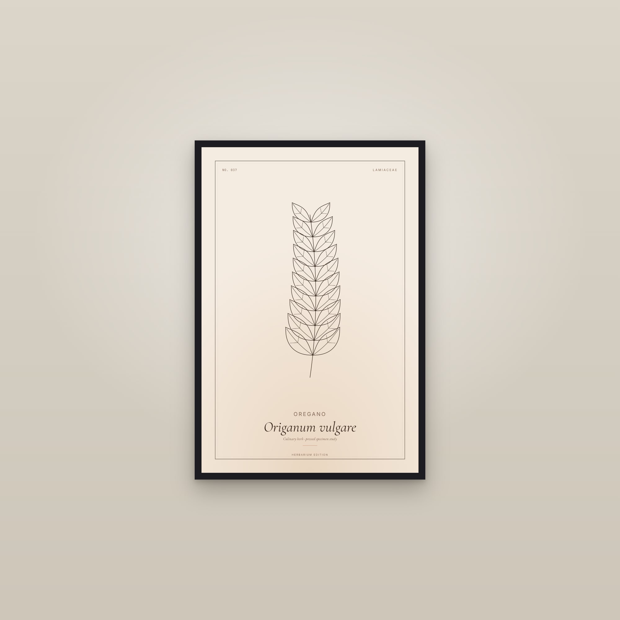Oregano — Botanical Specimen — framed in a gallery setting