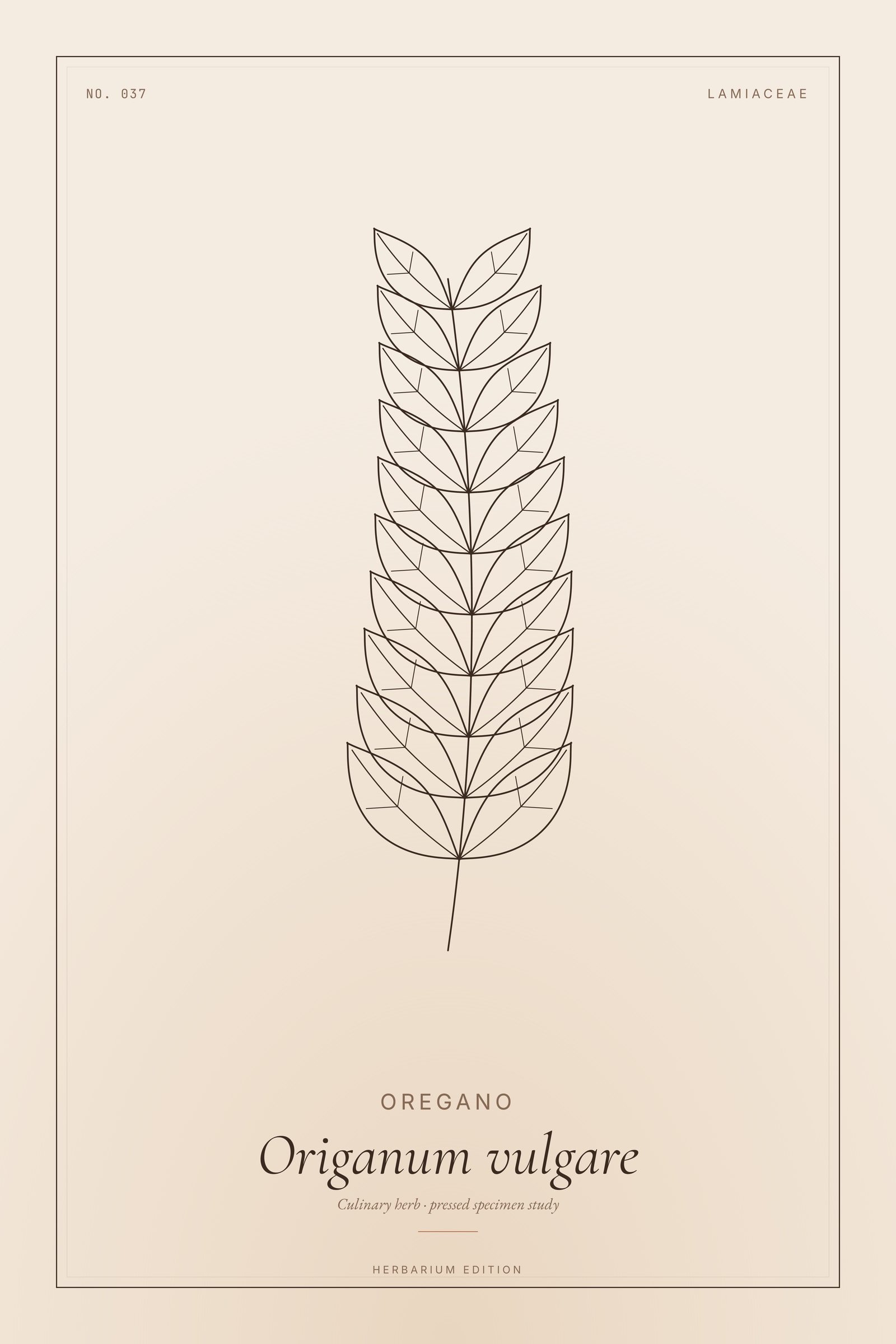 Oregano — Botanical Specimen