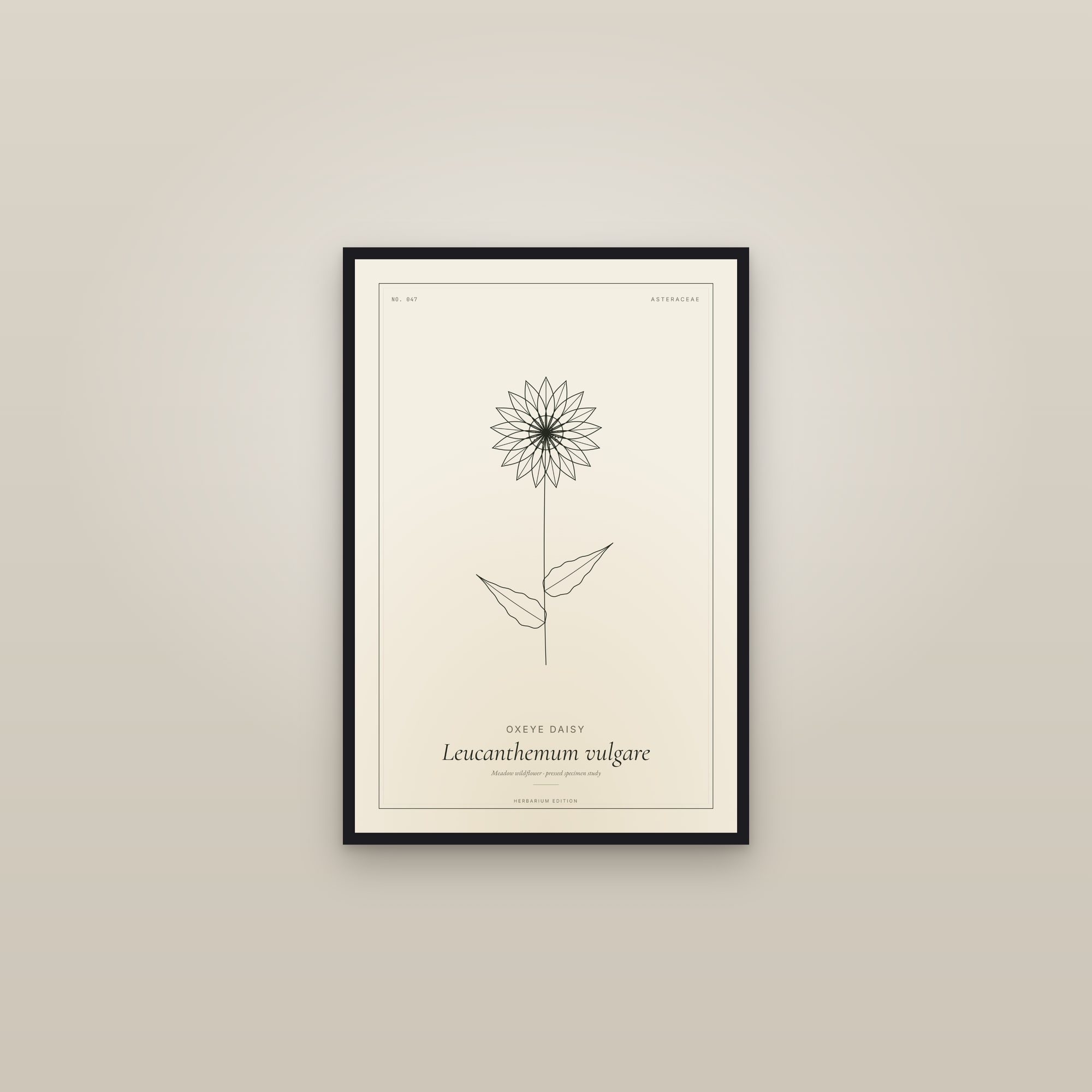 Oxeye Daisy — Botanical Specimen — framed in a gallery setting