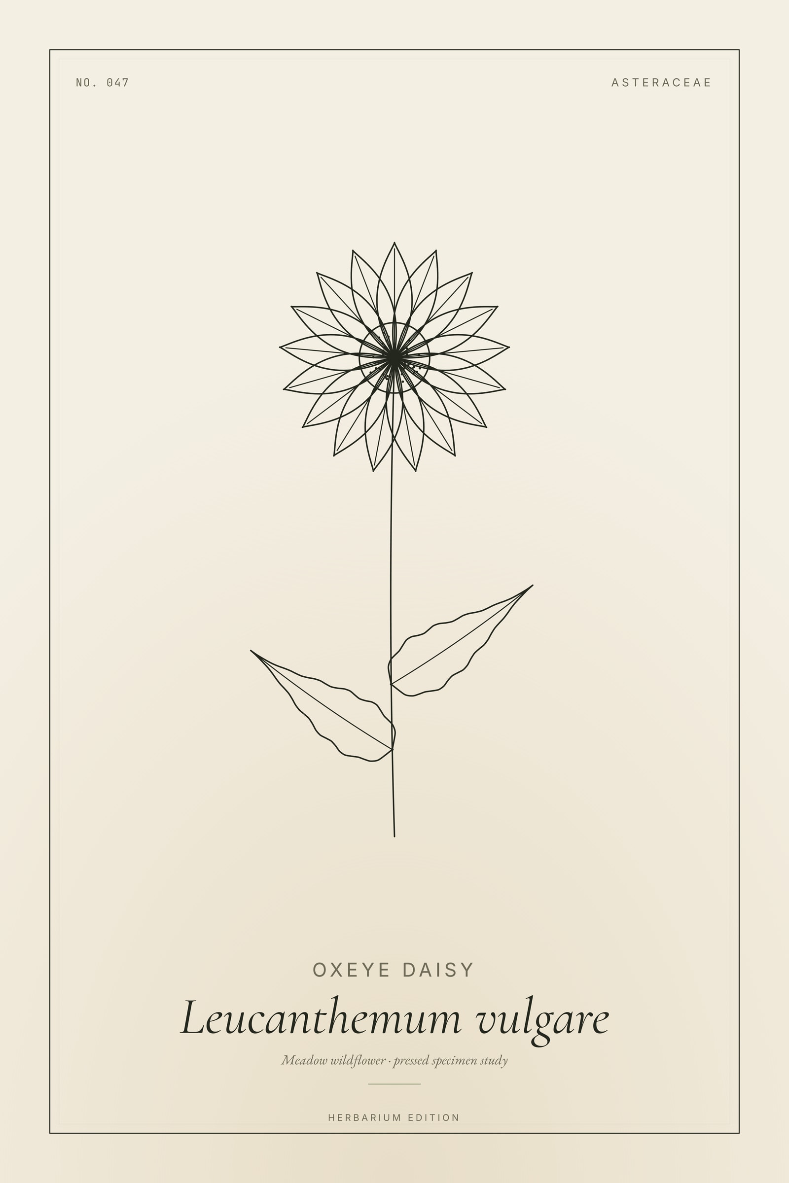 Oxeye Daisy — Botanical Specimen