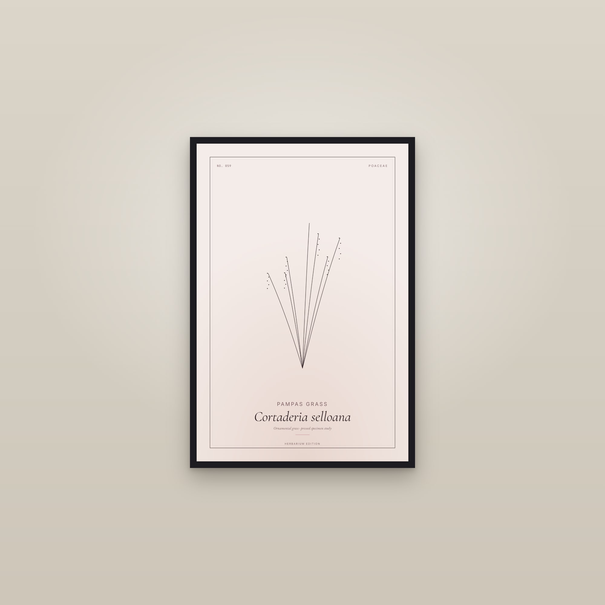Pampas Grass (Grass) — Botanical Specimen — framed in a gallery setting