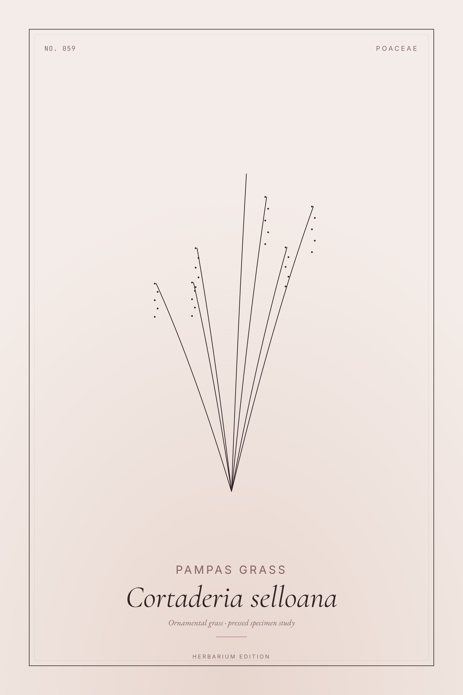 Pampas Grass (Grass) — Botanical Specimen