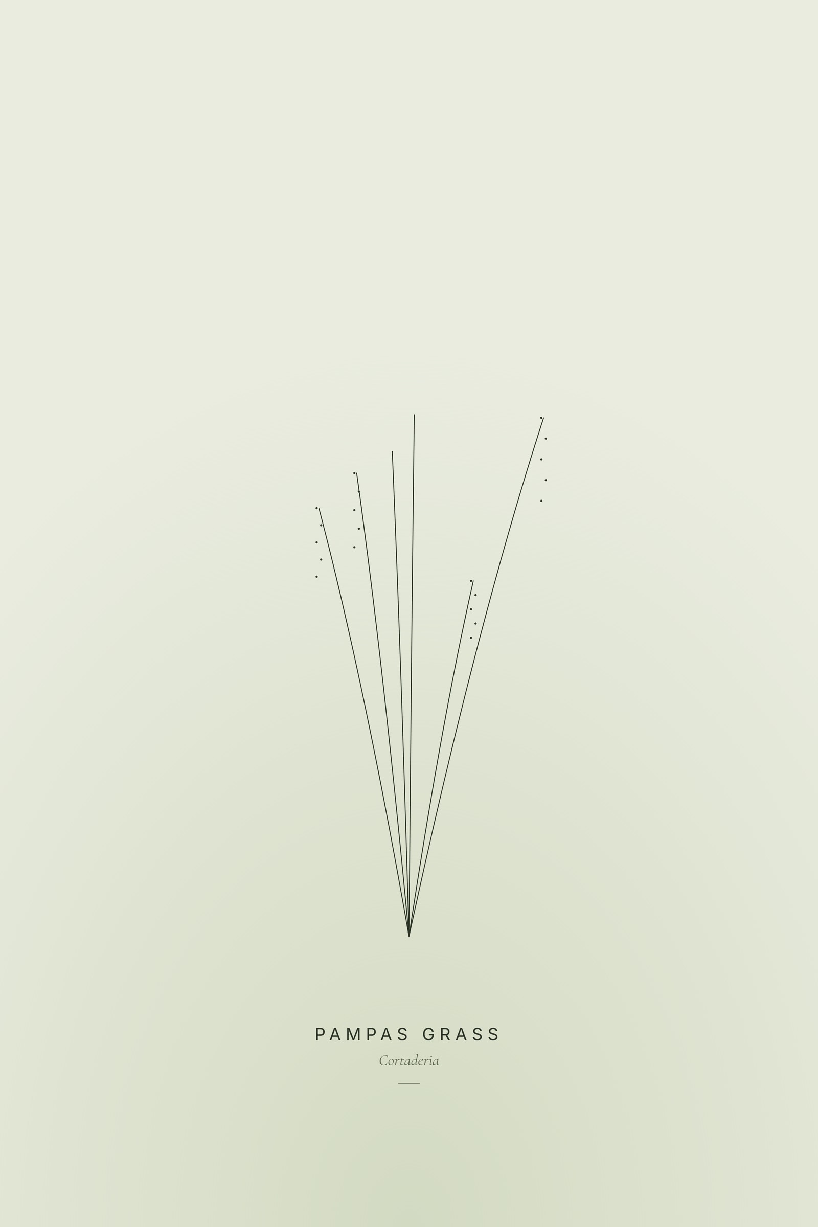 Pampas Grass (Line) — Line Study