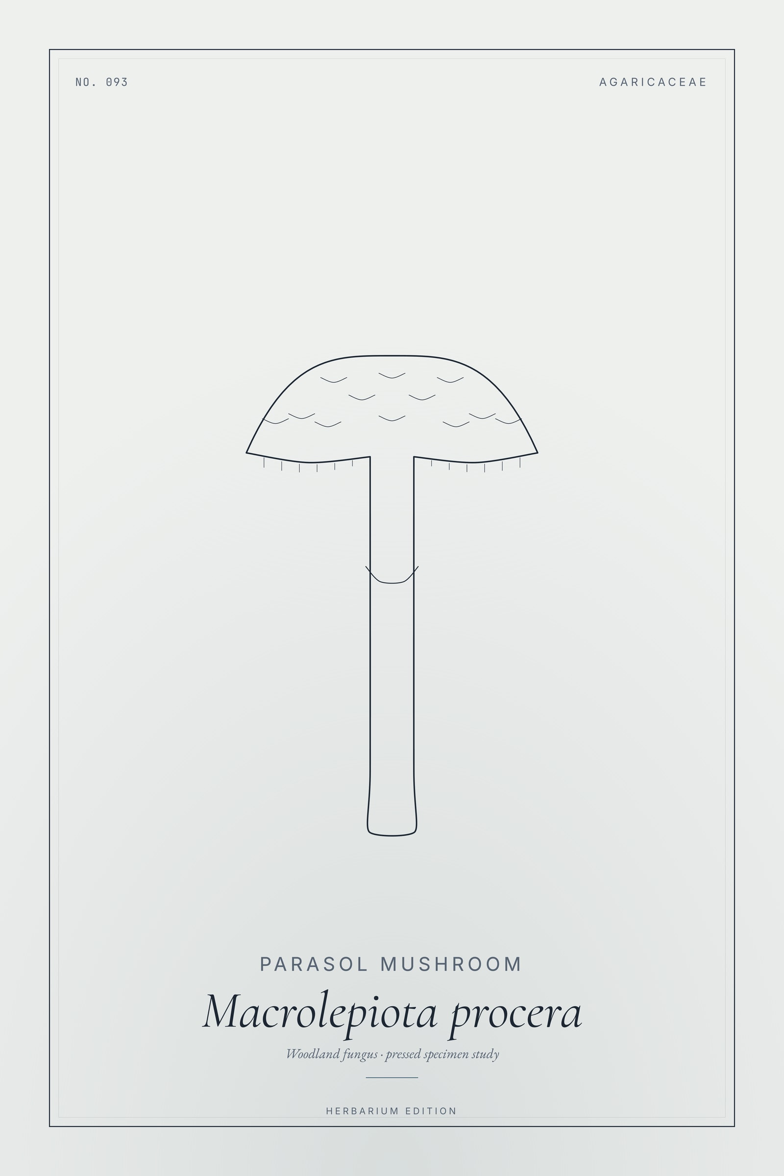 Parasol Mushroom — Botanical Specimen