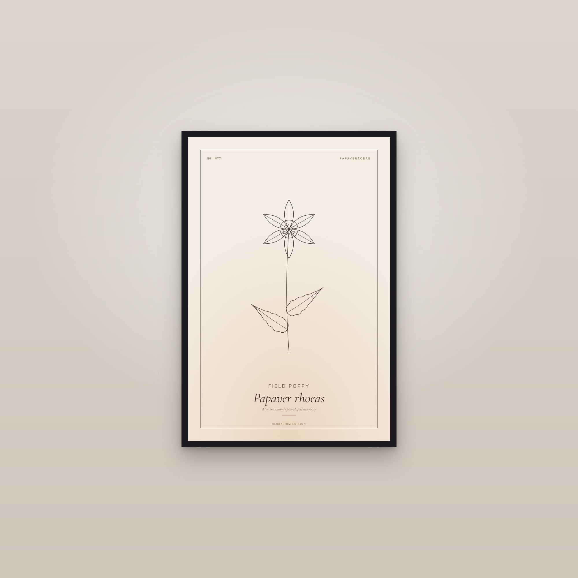 Field Poppy — Botanical Specimen — framed in a gallery setting