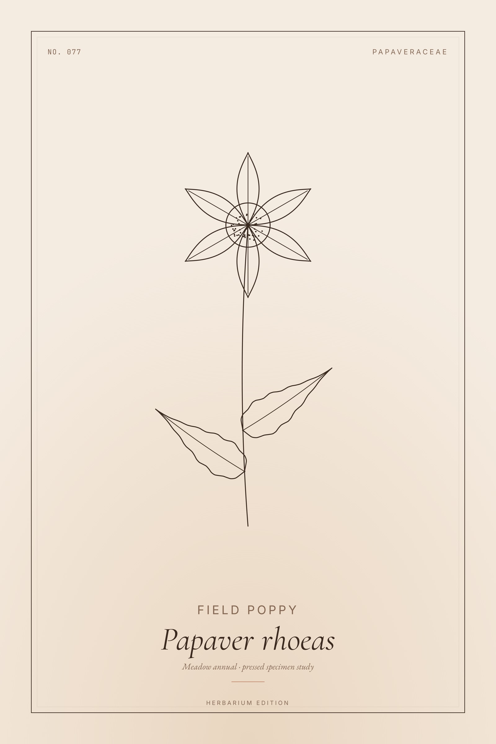 Field Poppy — Botanical Specimen