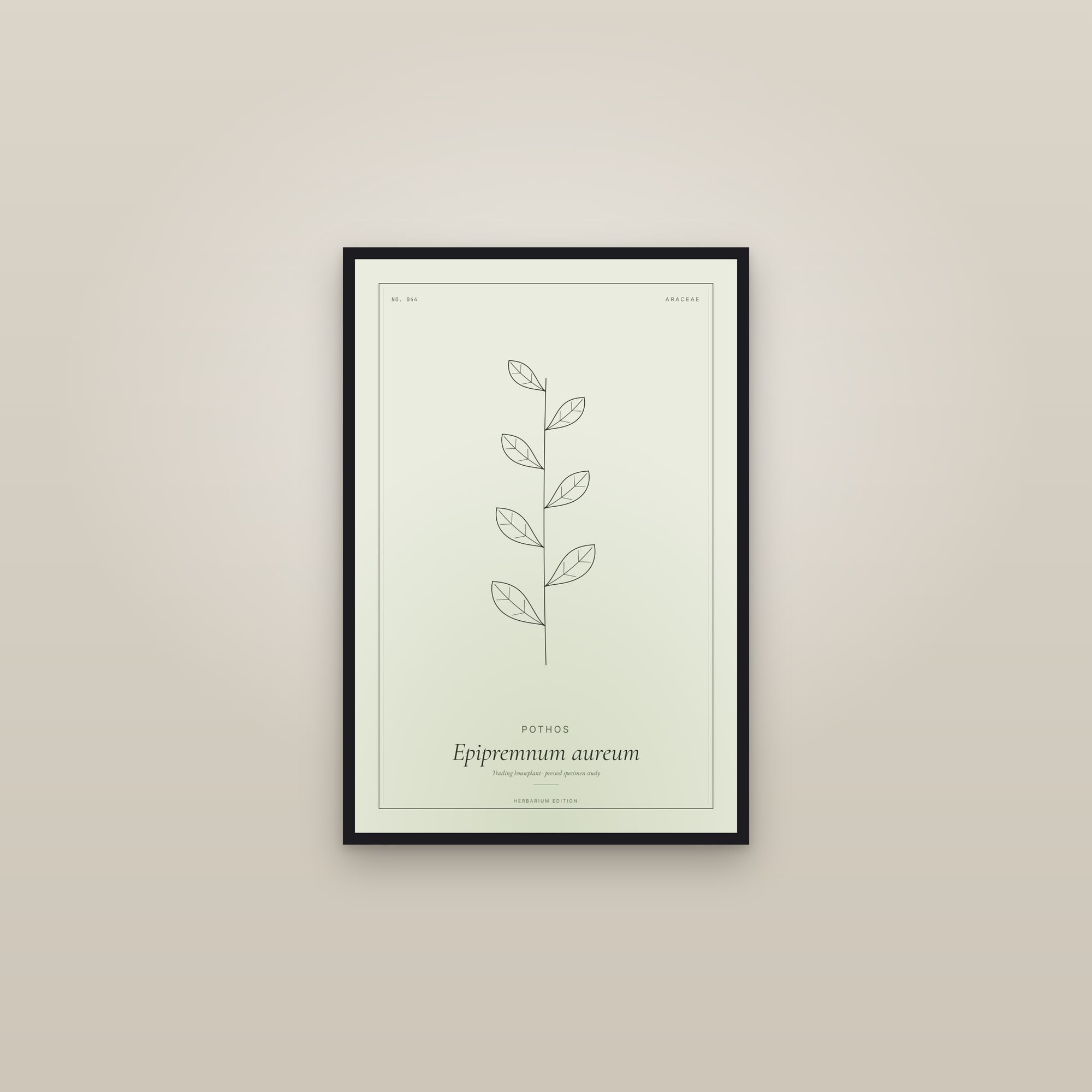 Pothos — Botanical Specimen — framed in a gallery setting