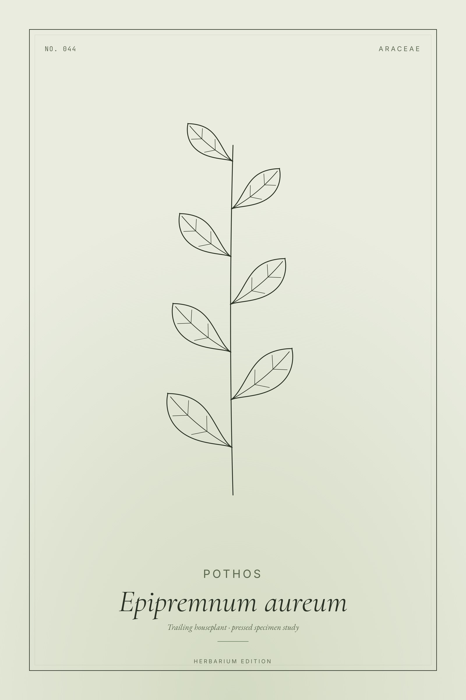 Pothos — Botanical Specimen