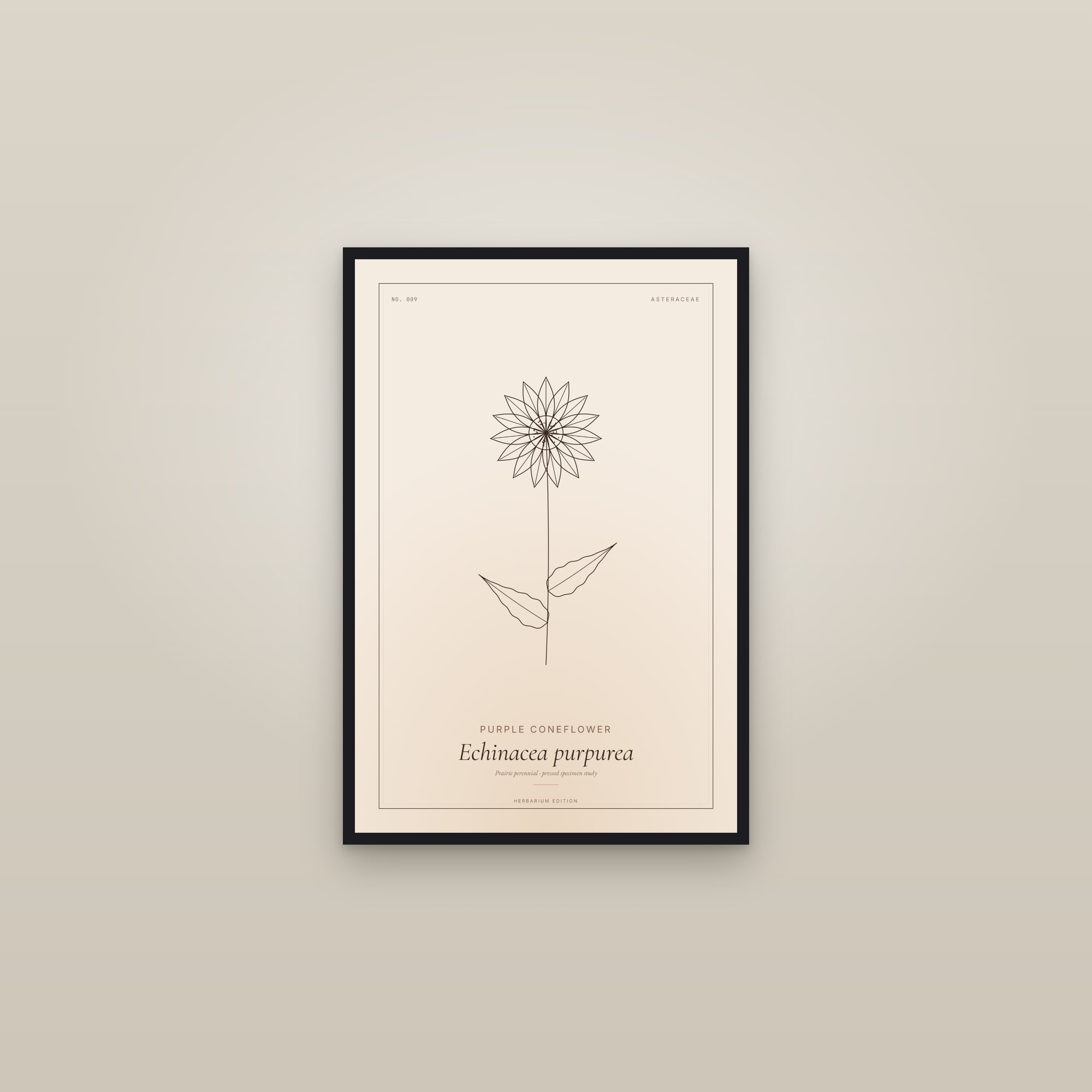 Purple Coneflower — Botanical Specimen — framed in a gallery setting