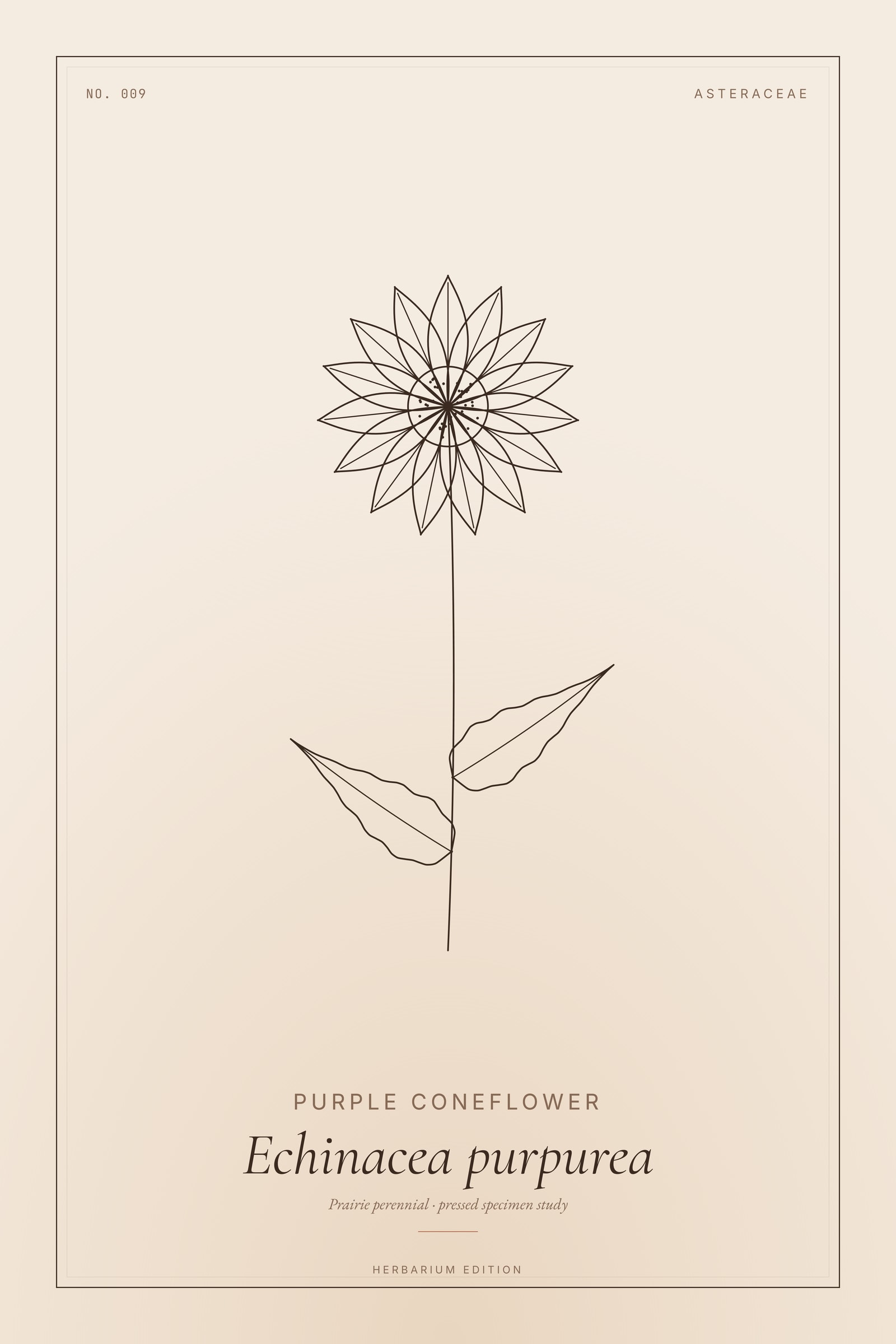 Purple Coneflower — Botanical Specimen