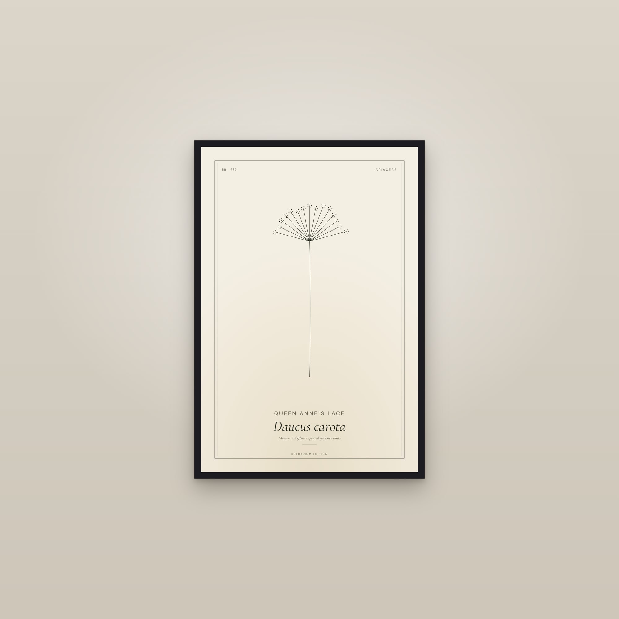 Queen Anne's Lace — Botanical Specimen — framed in a gallery setting