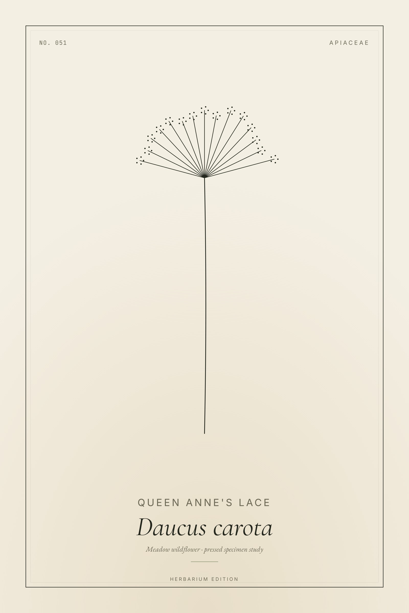 Queen Anne's Lace — Botanical Specimen