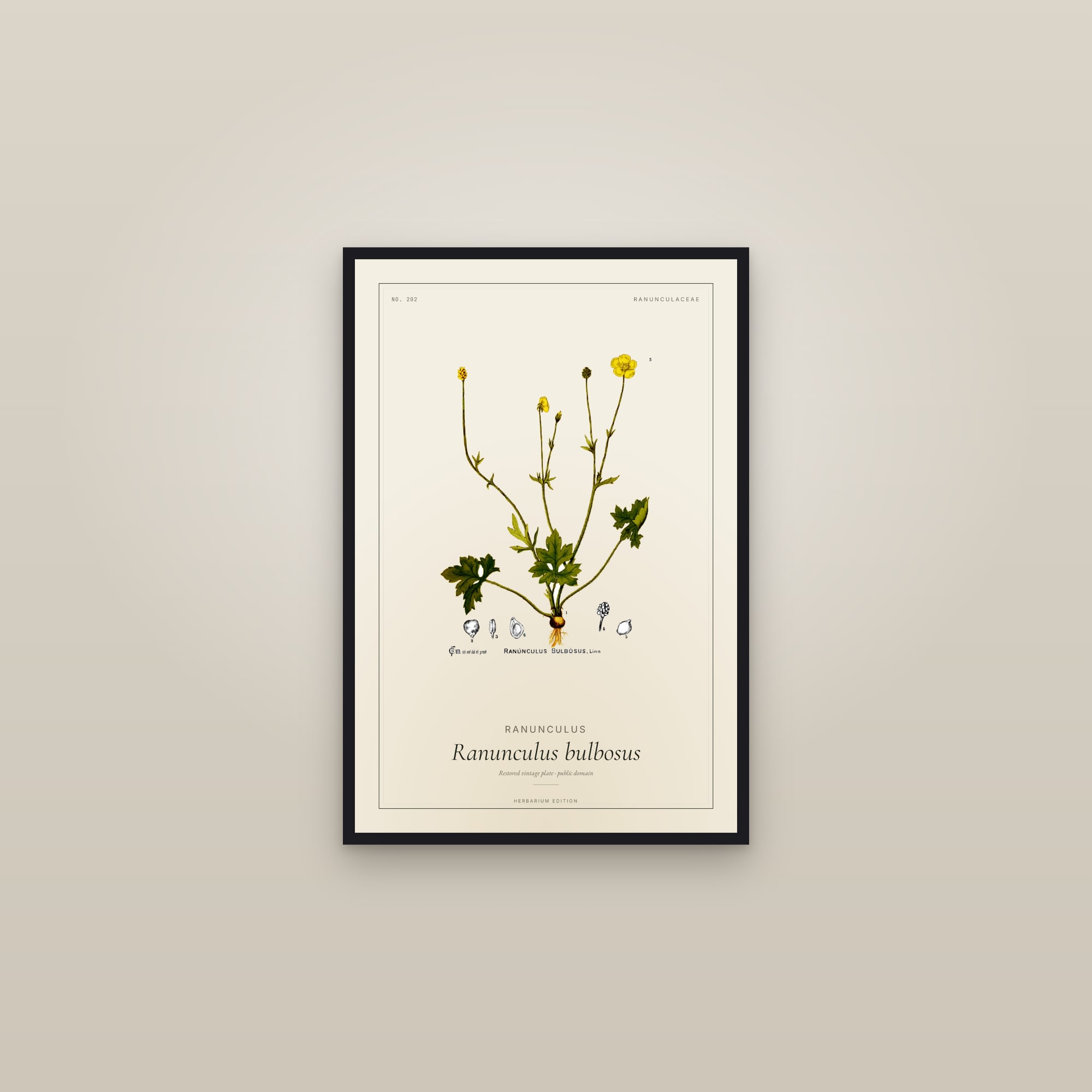 Ranunculus (Bulbosus) — Botanical Plate — framed in a gallery setting