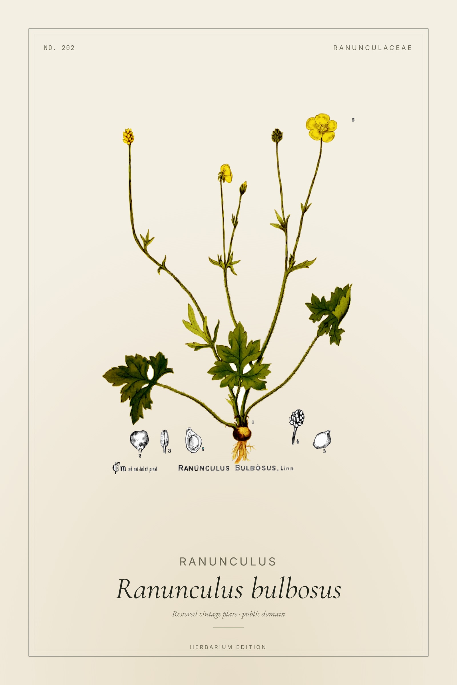 Ranunculus (Bulbosus) — Botanical Plate