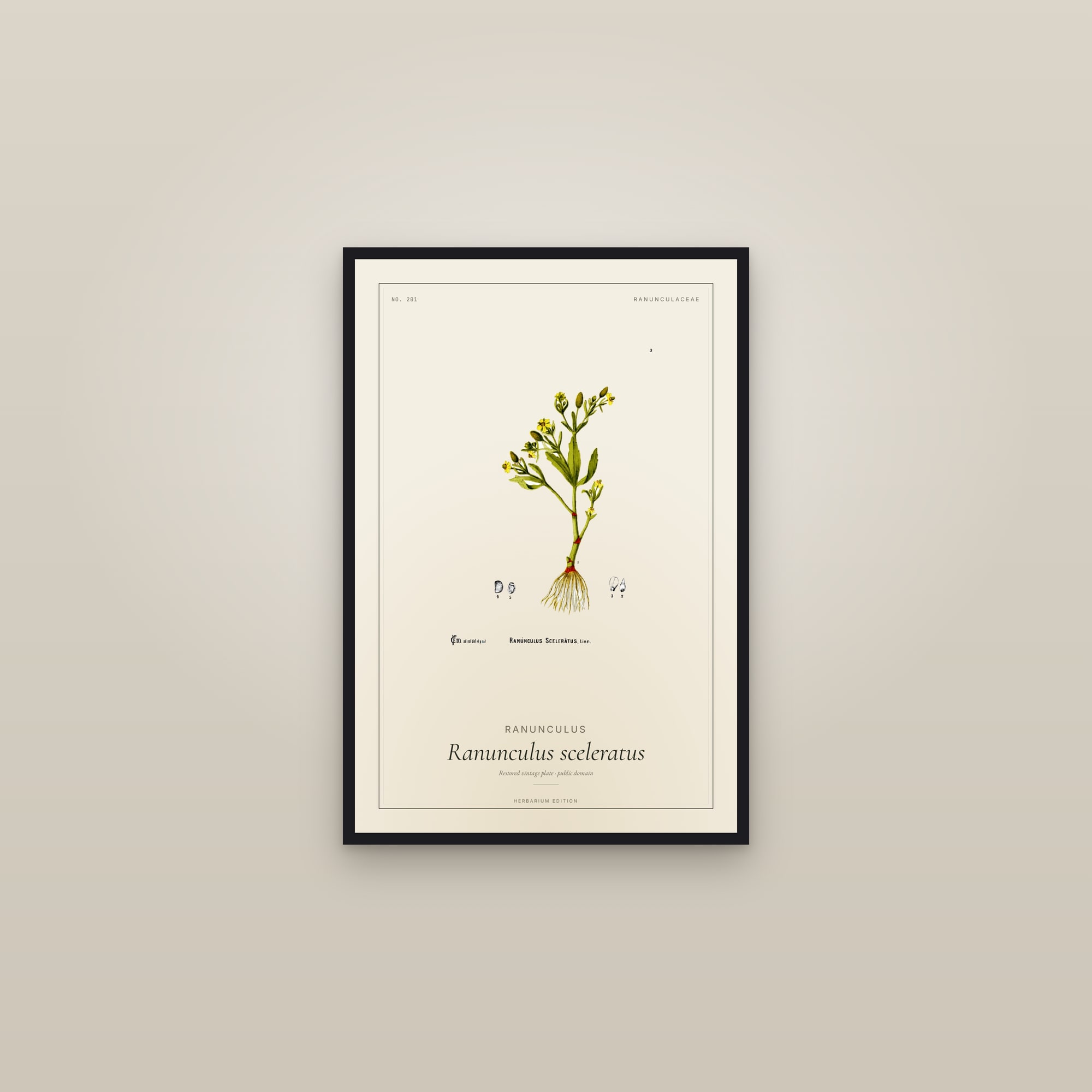 Ranunculus (Sceleratus) — Botanical Plate — framed in a gallery setting