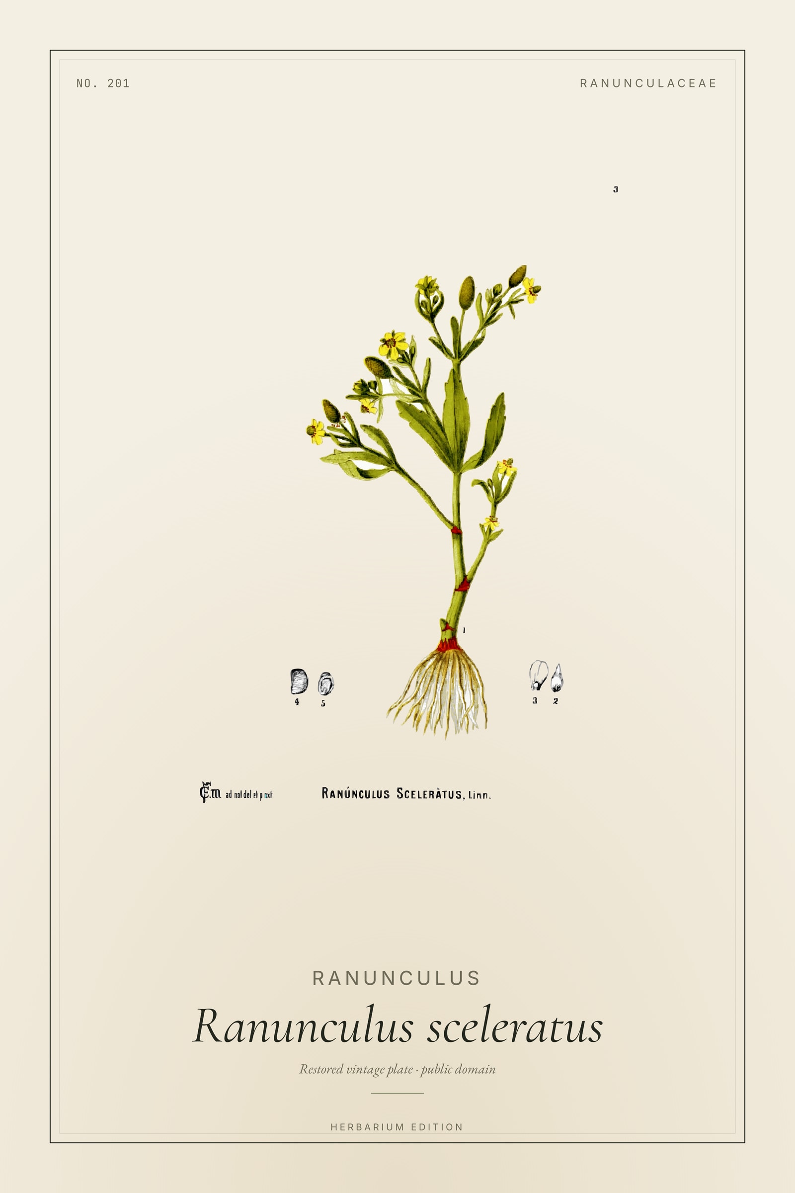 Ranunculus (Sceleratus) — Botanical Plate