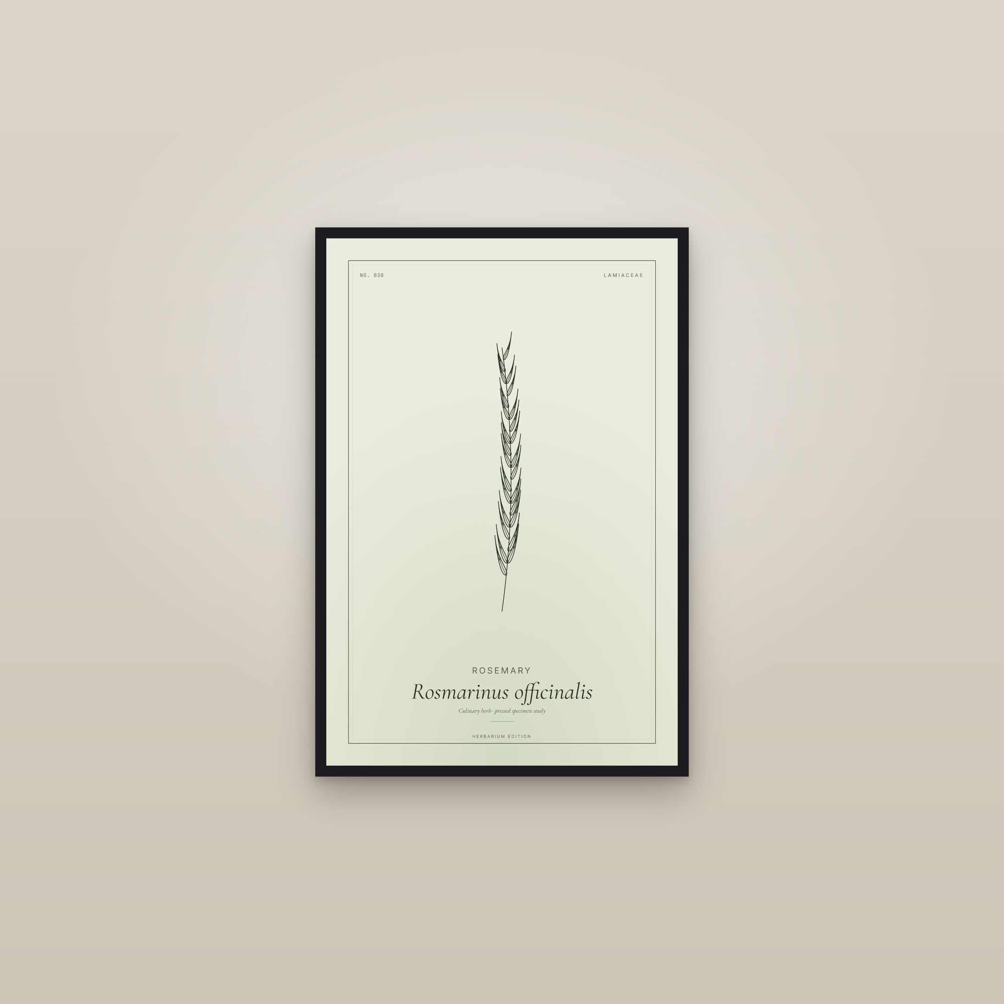 Rosemary — Botanical Specimen — framed in a gallery setting