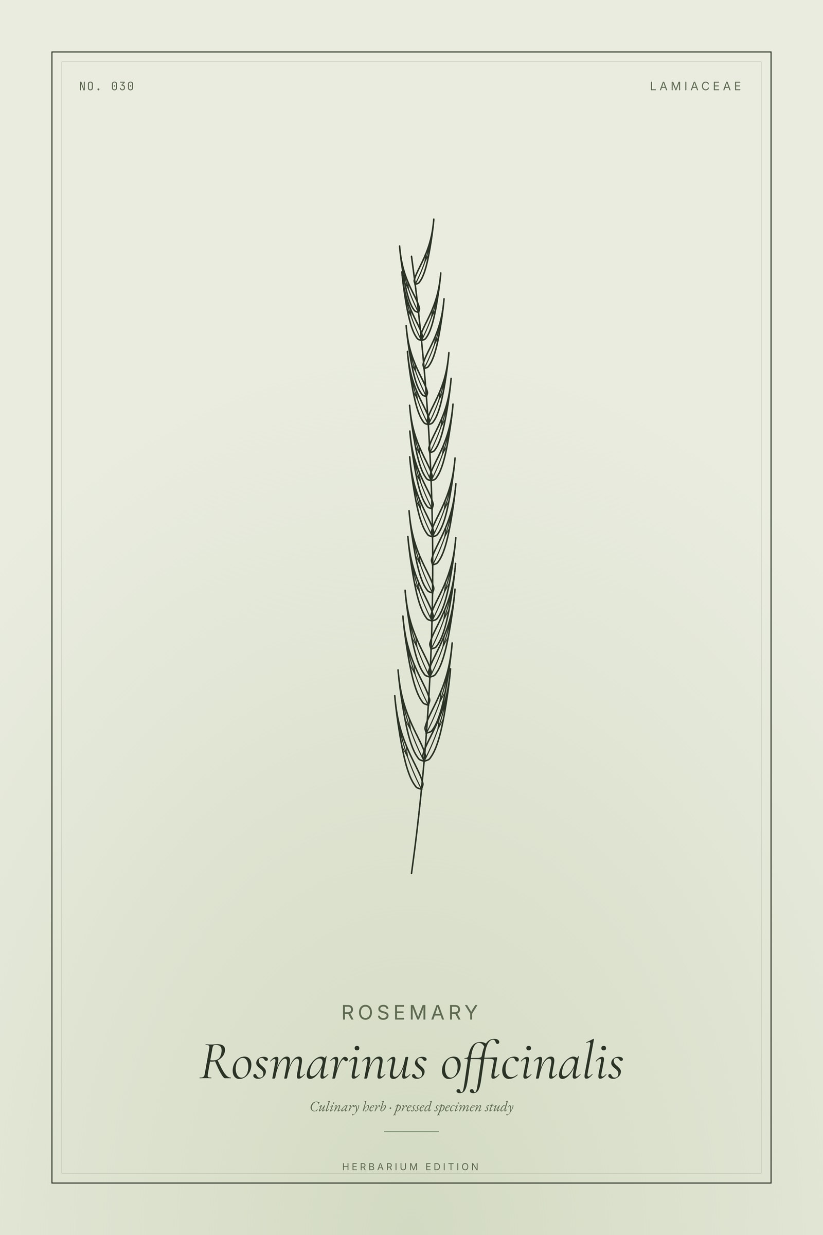 Rosemary — Botanical Specimen