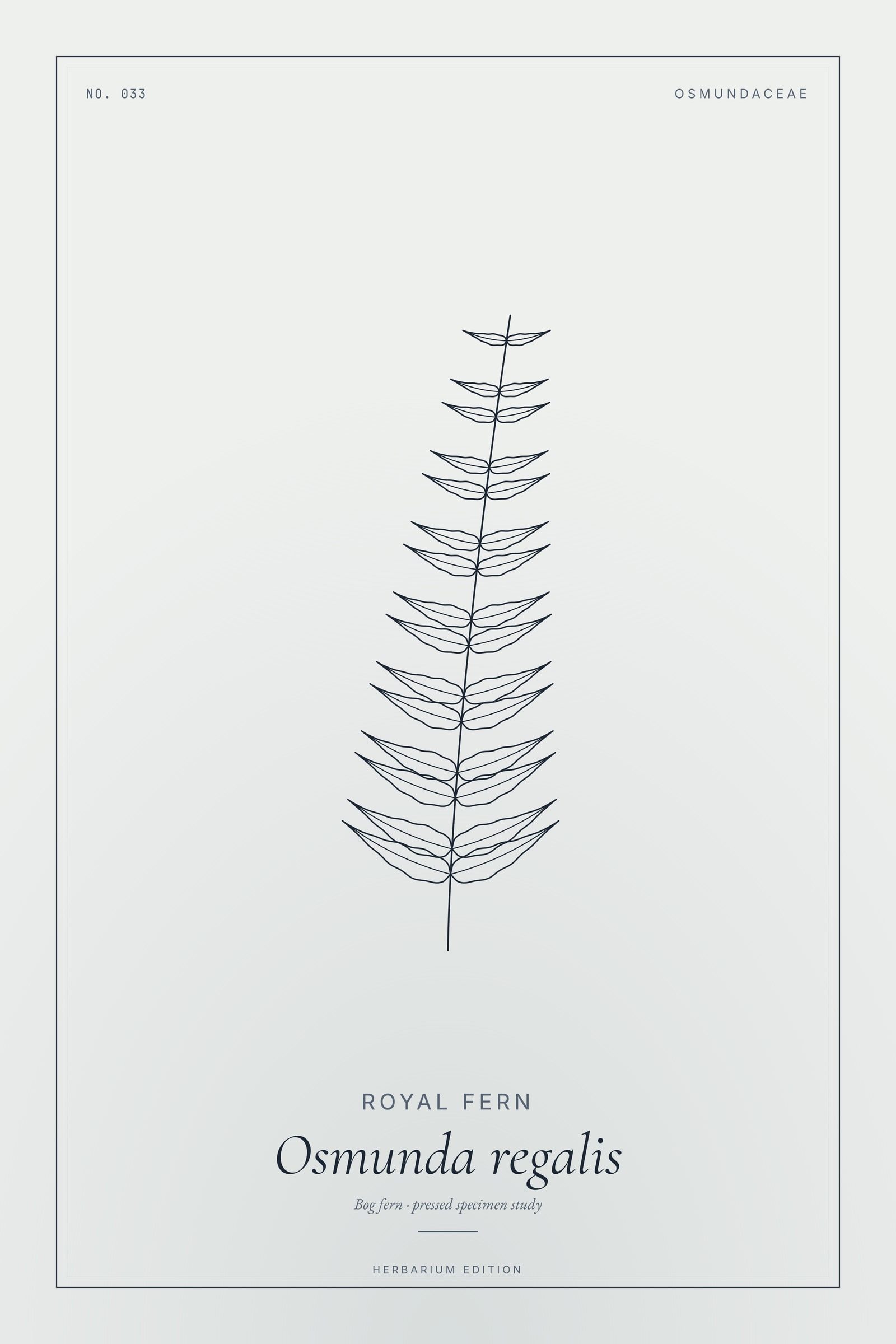 Royal Fern — Botanical Specimen