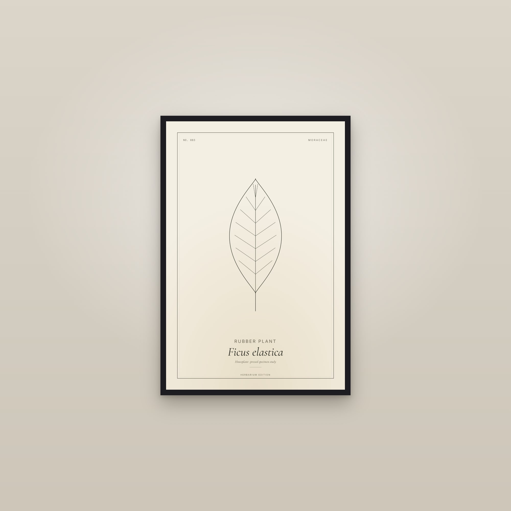 Rubber Plant — Botanical Specimen — framed in a gallery setting