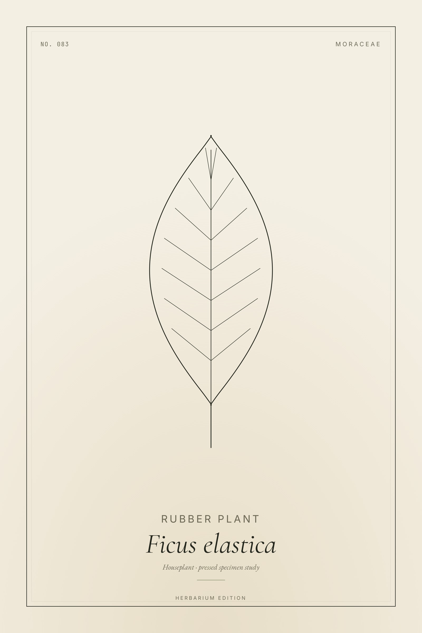 Rubber Plant — Botanical Specimen