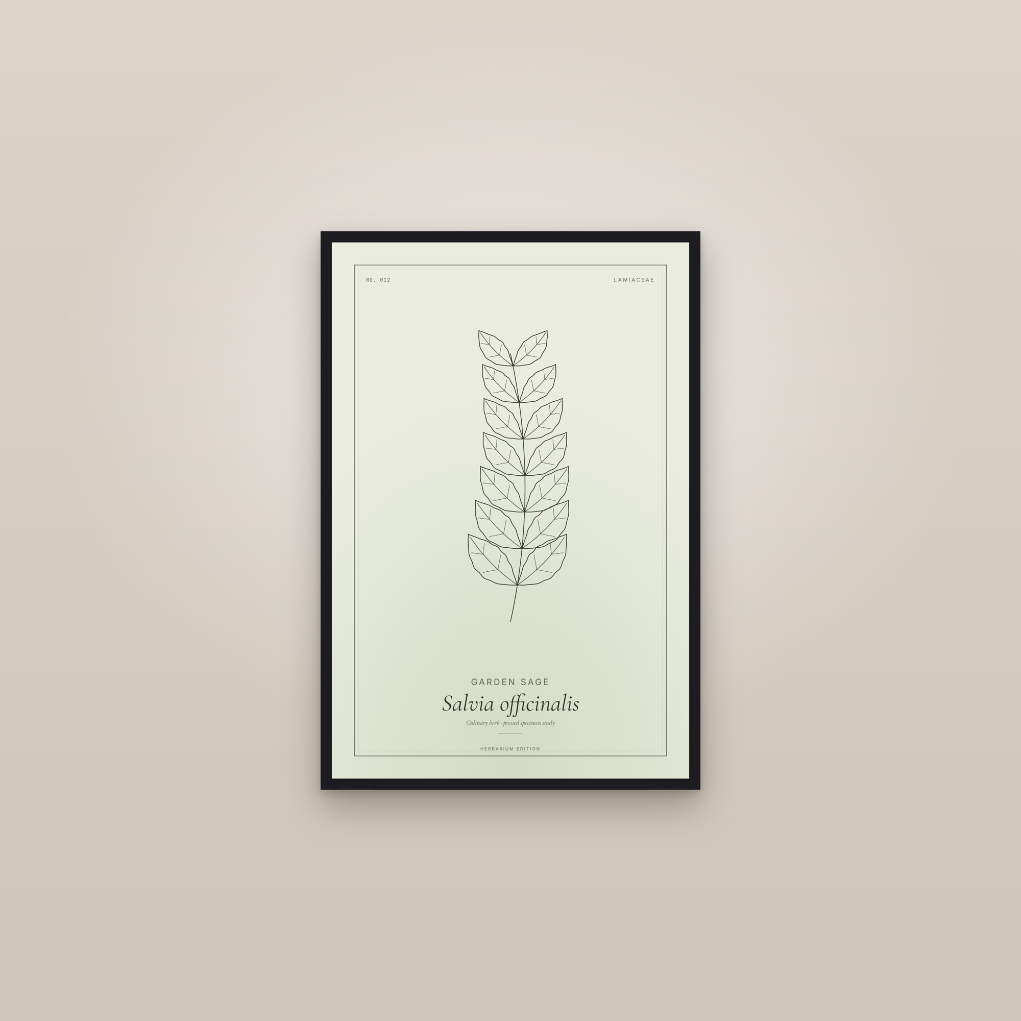Garden Sage — Botanical Specimen — framed in a gallery setting