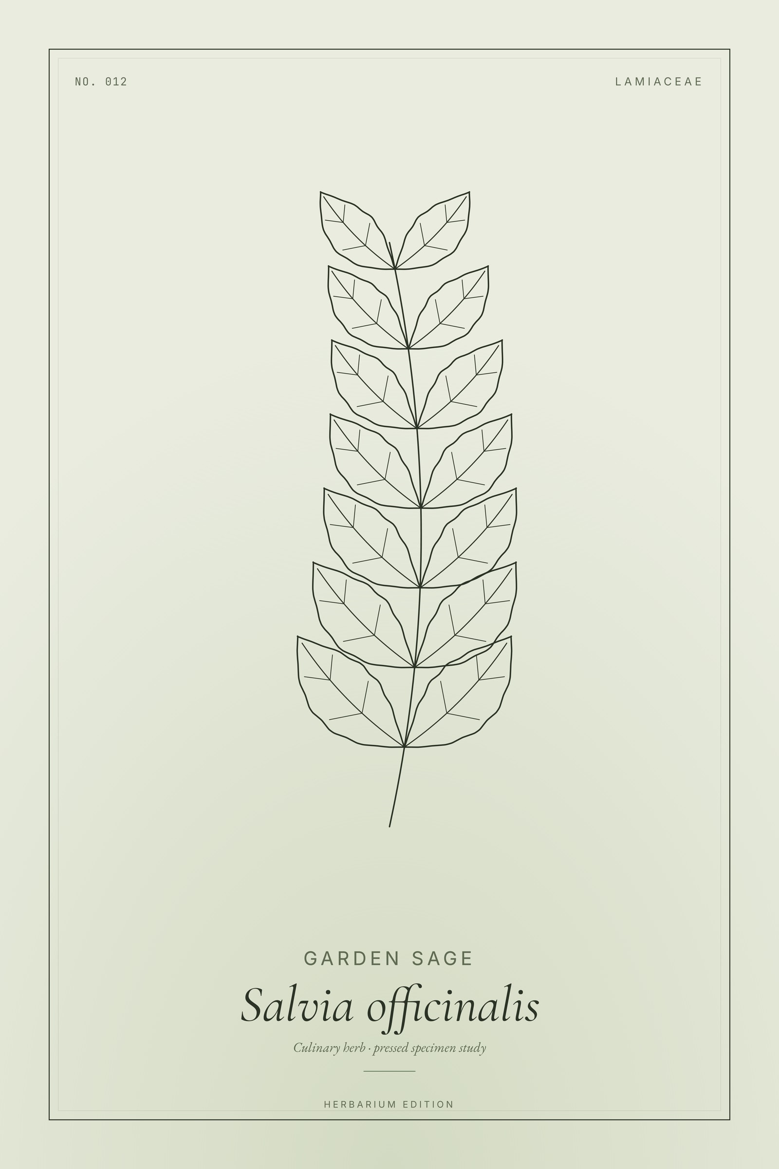 Garden Sage — Botanical Specimen