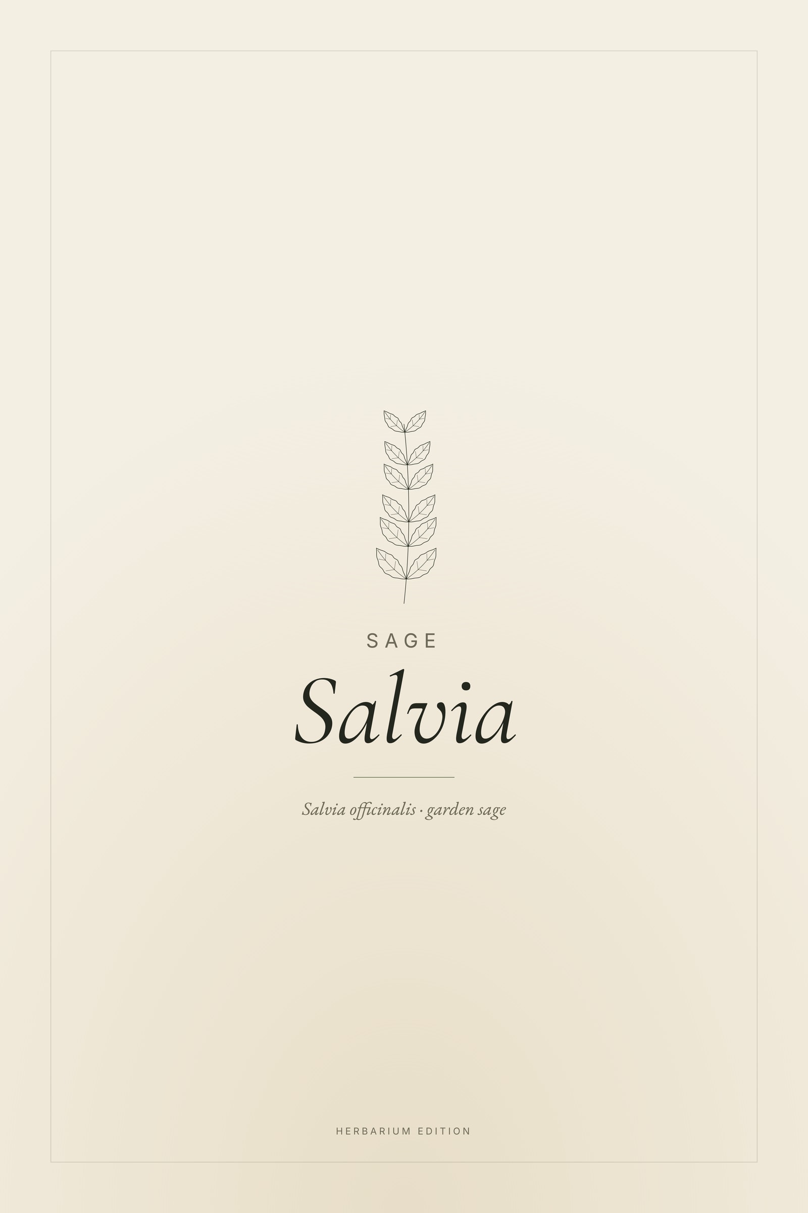 Salvia — Typographic Botanical