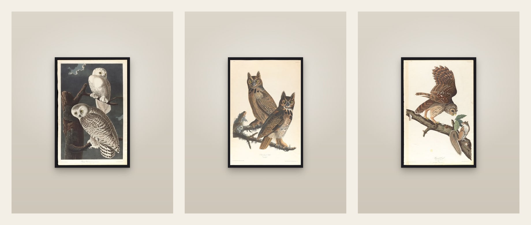 The Owls — set of three prints