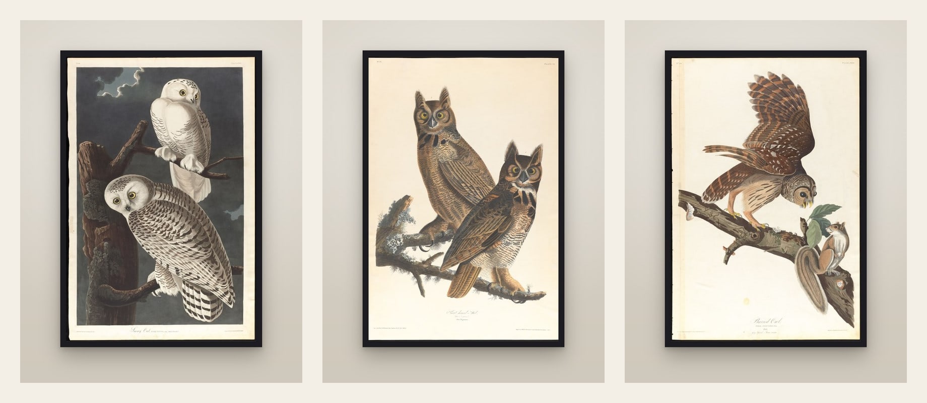 The Owls — set of three prints