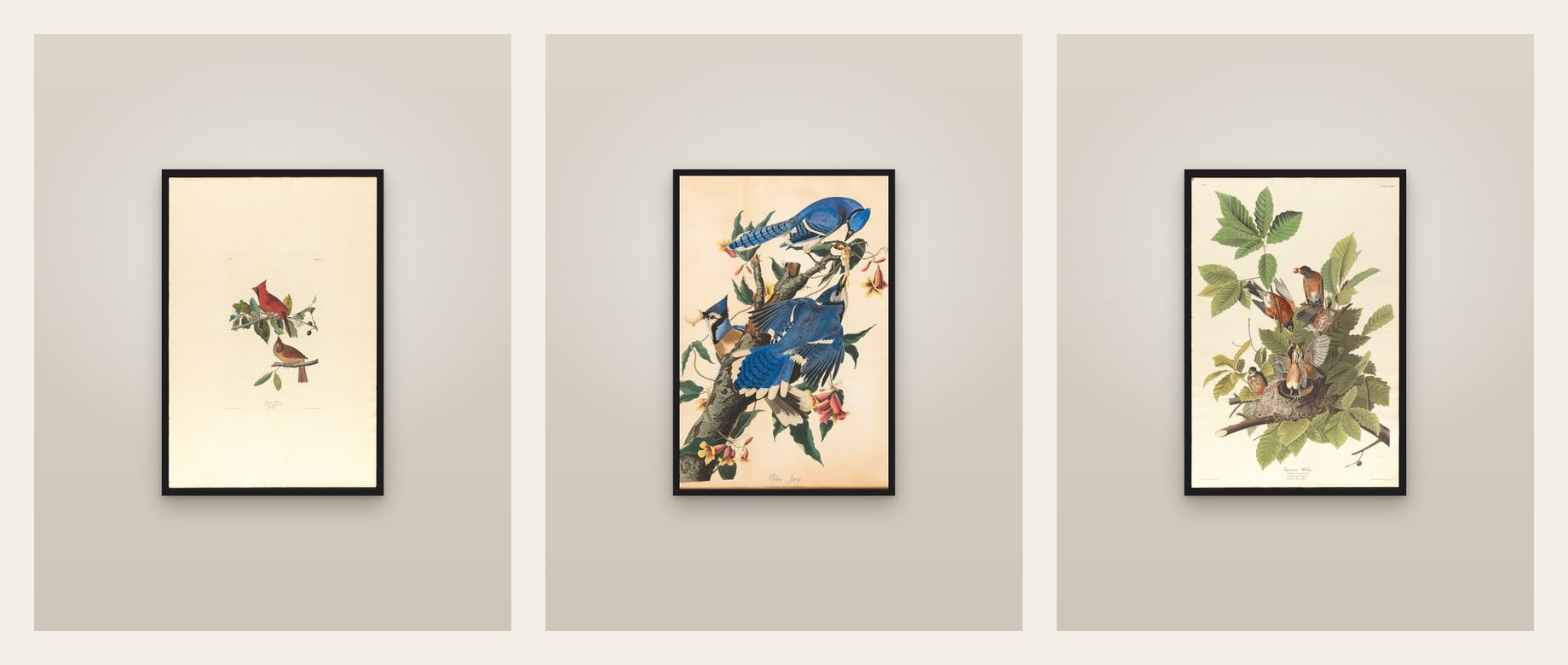 Backyard Birds — set of three prints